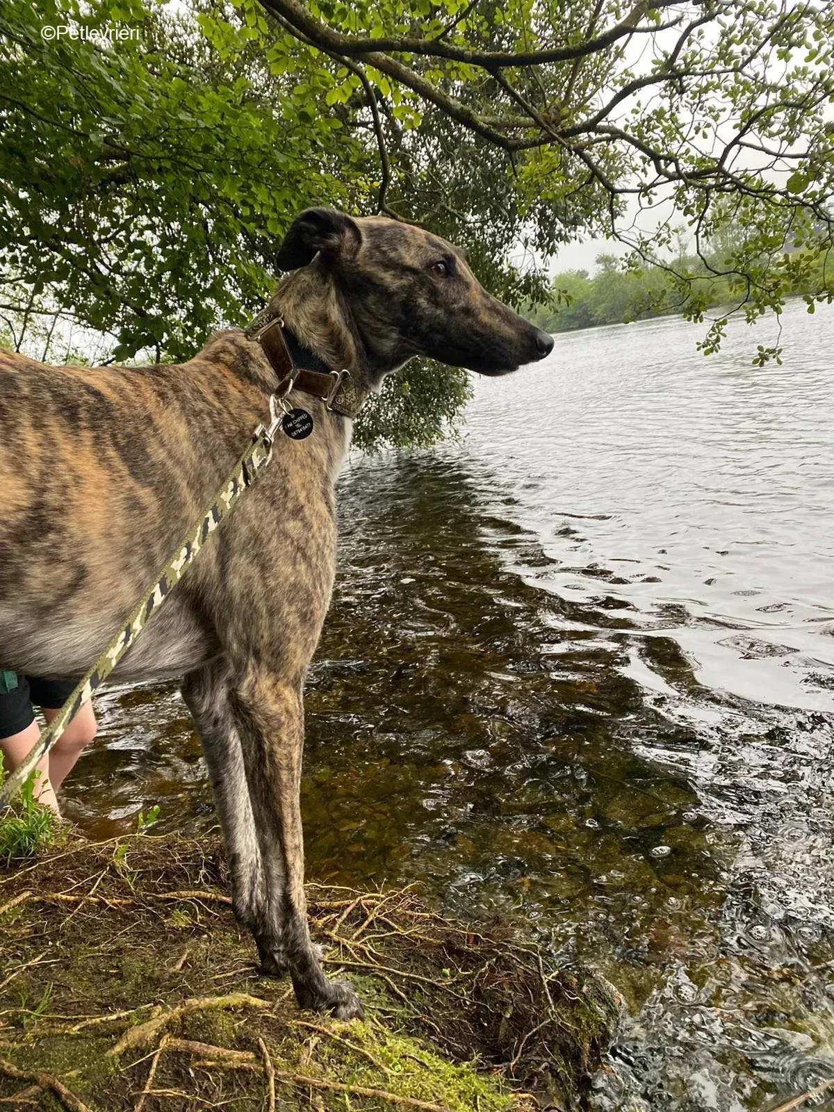 Bridie adozione levrieri greyhound 13 1