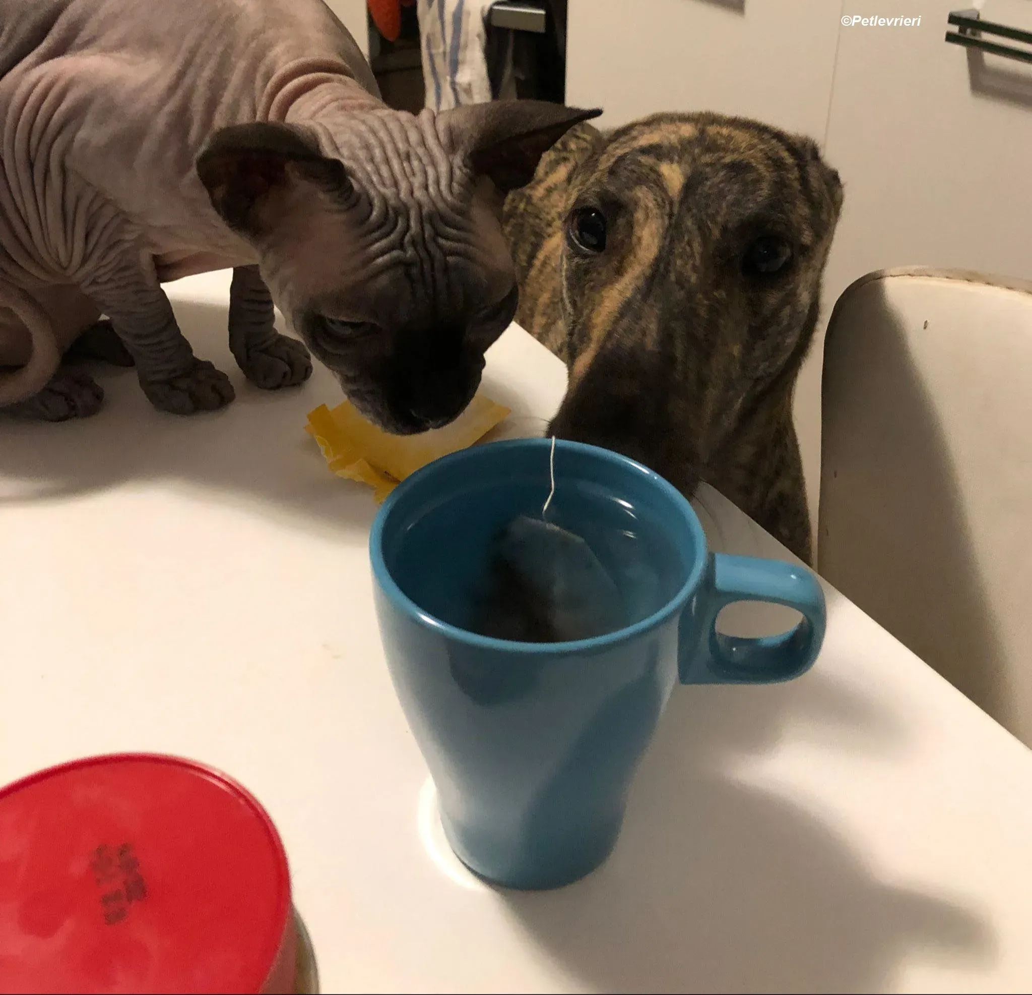 Bridie adozione levrieri greyhound 13 2