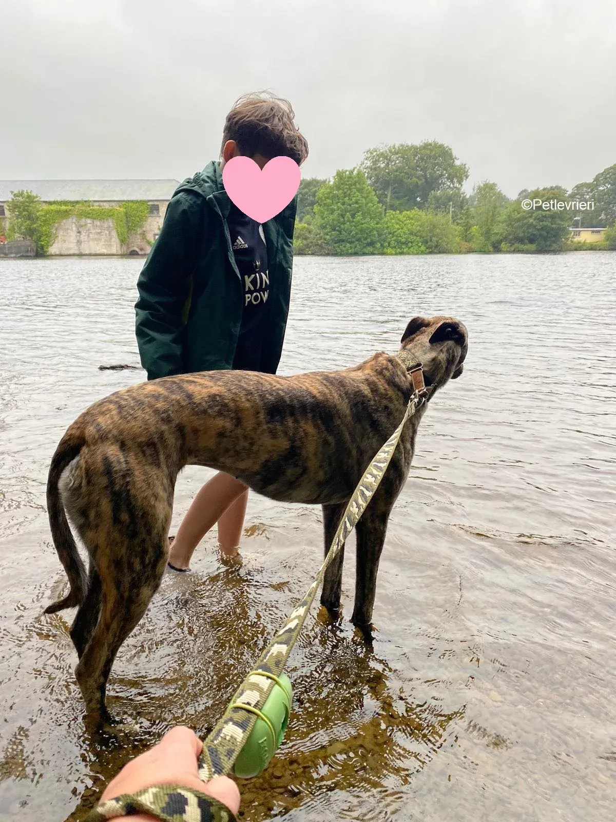 Bridie adozione levrieri greyhound 14 1