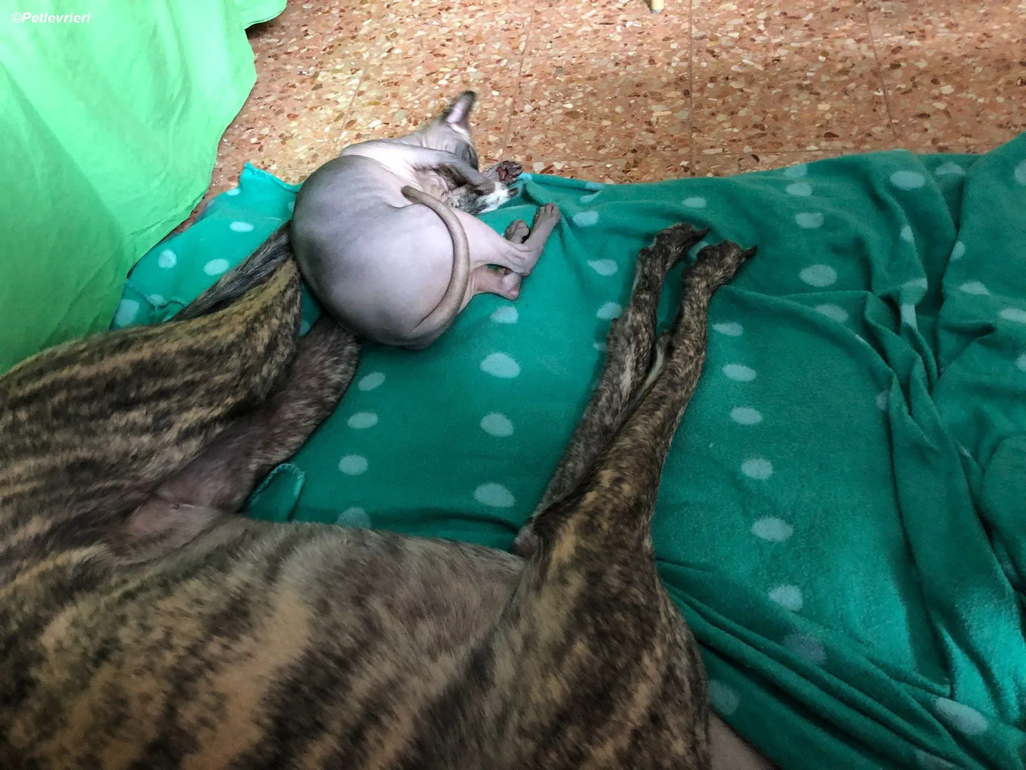 Bridie adozione levrieri greyhound 14 2