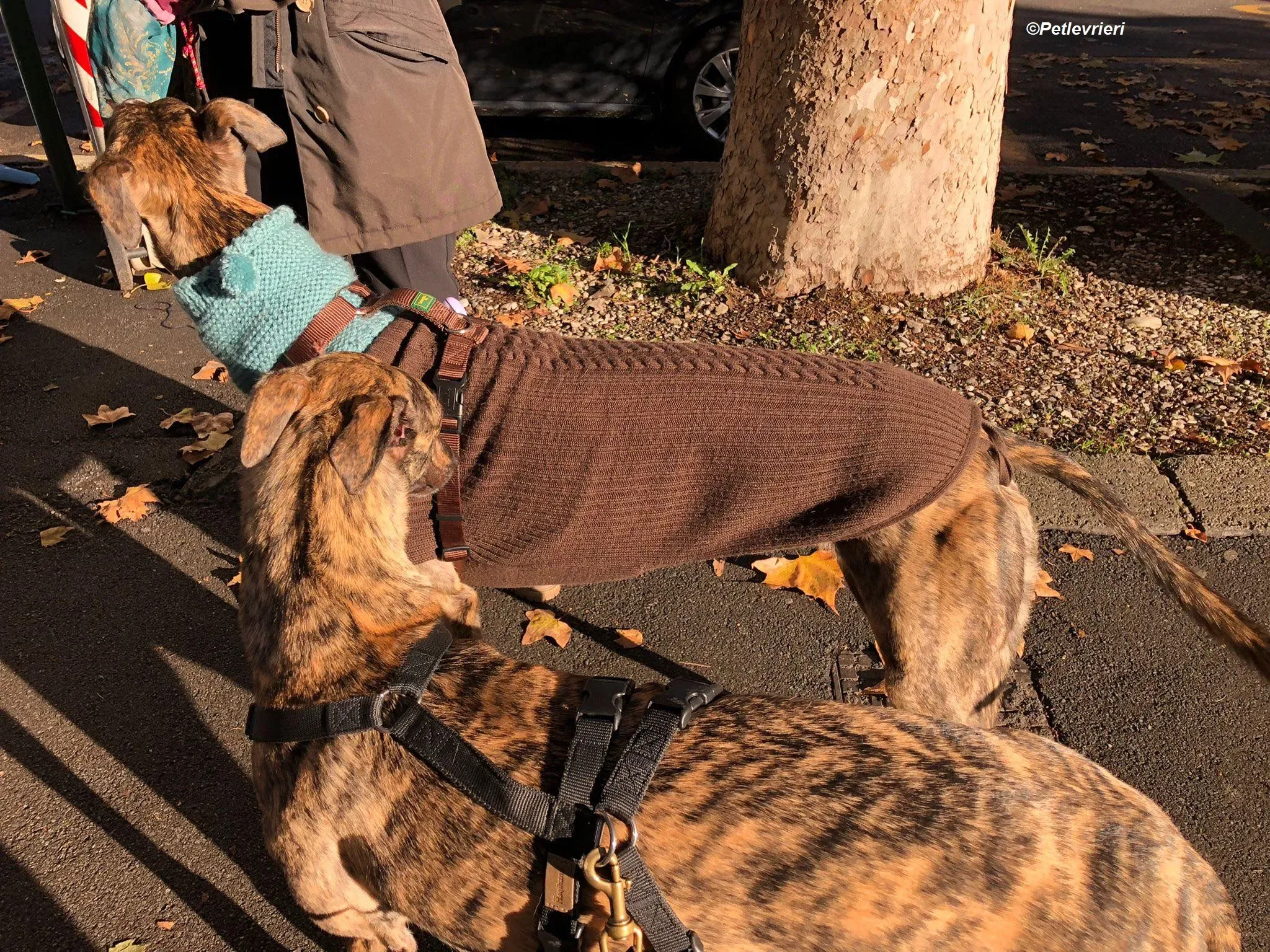 Bridie adozione levrieri greyhound 15 1