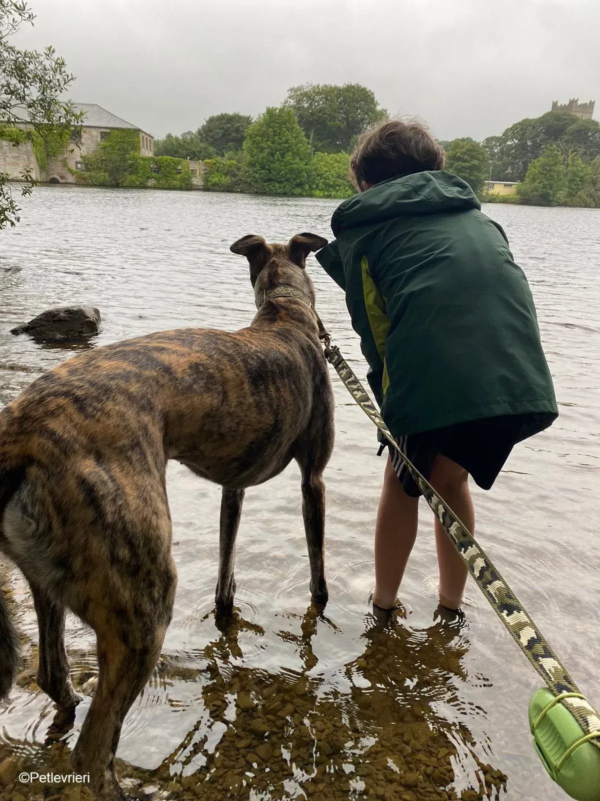 Bridie adozione levrieri greyhound 15