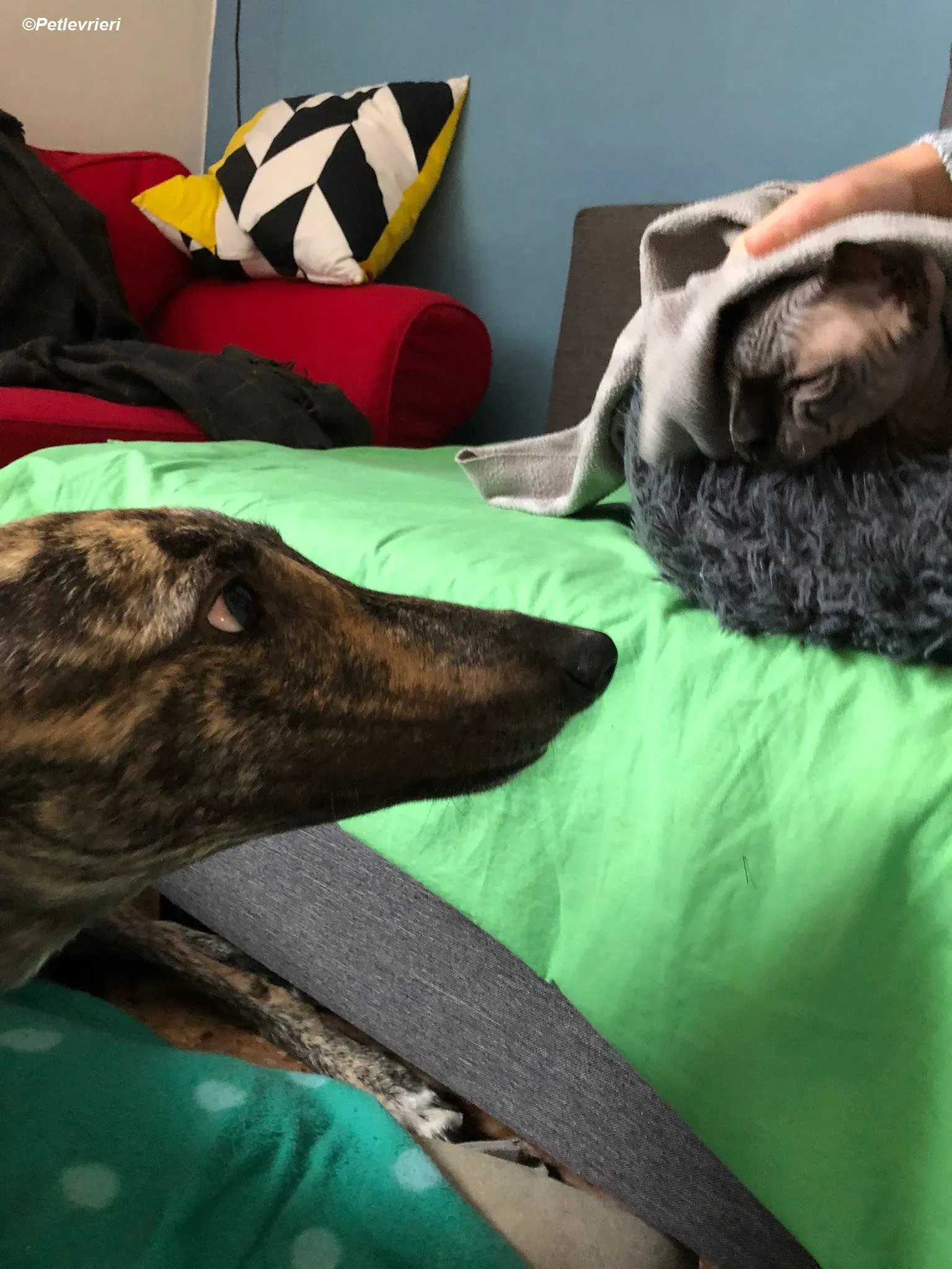 Bridie adozione levrieri greyhound 16 1