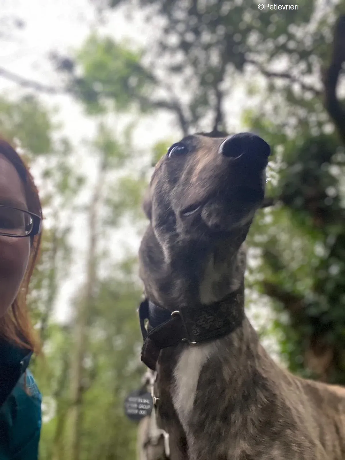 Bridie adozione levrieri greyhound 16