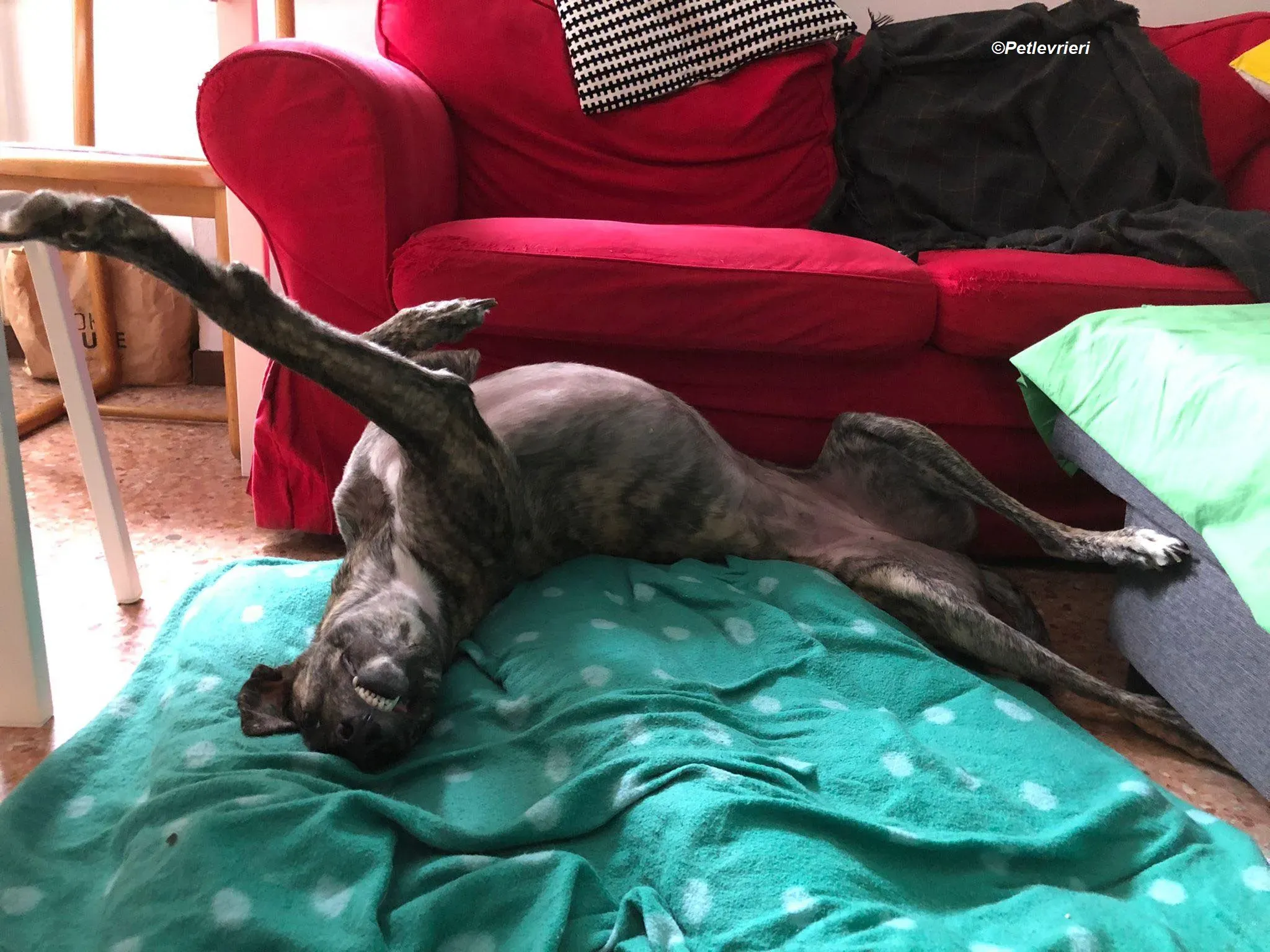 Bridie adozione levrieri greyhound 17 1