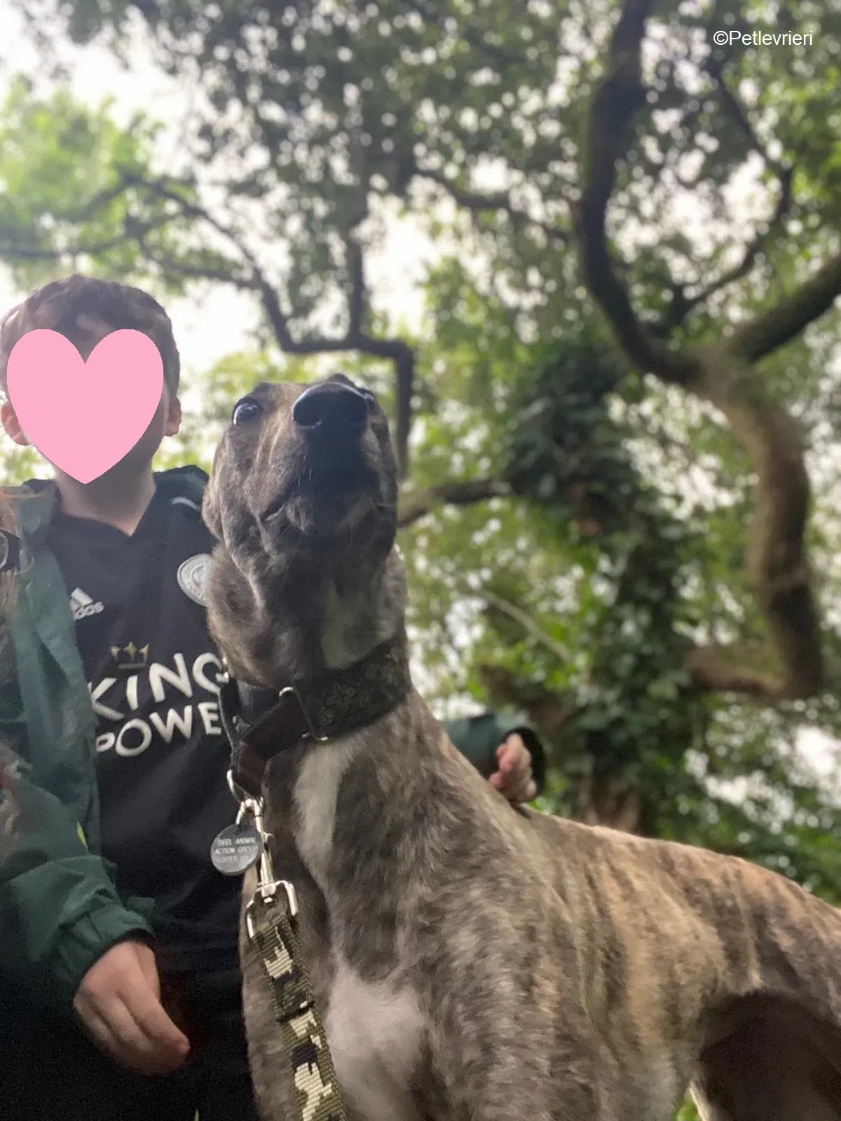 Bridie adozione levrieri greyhound 17