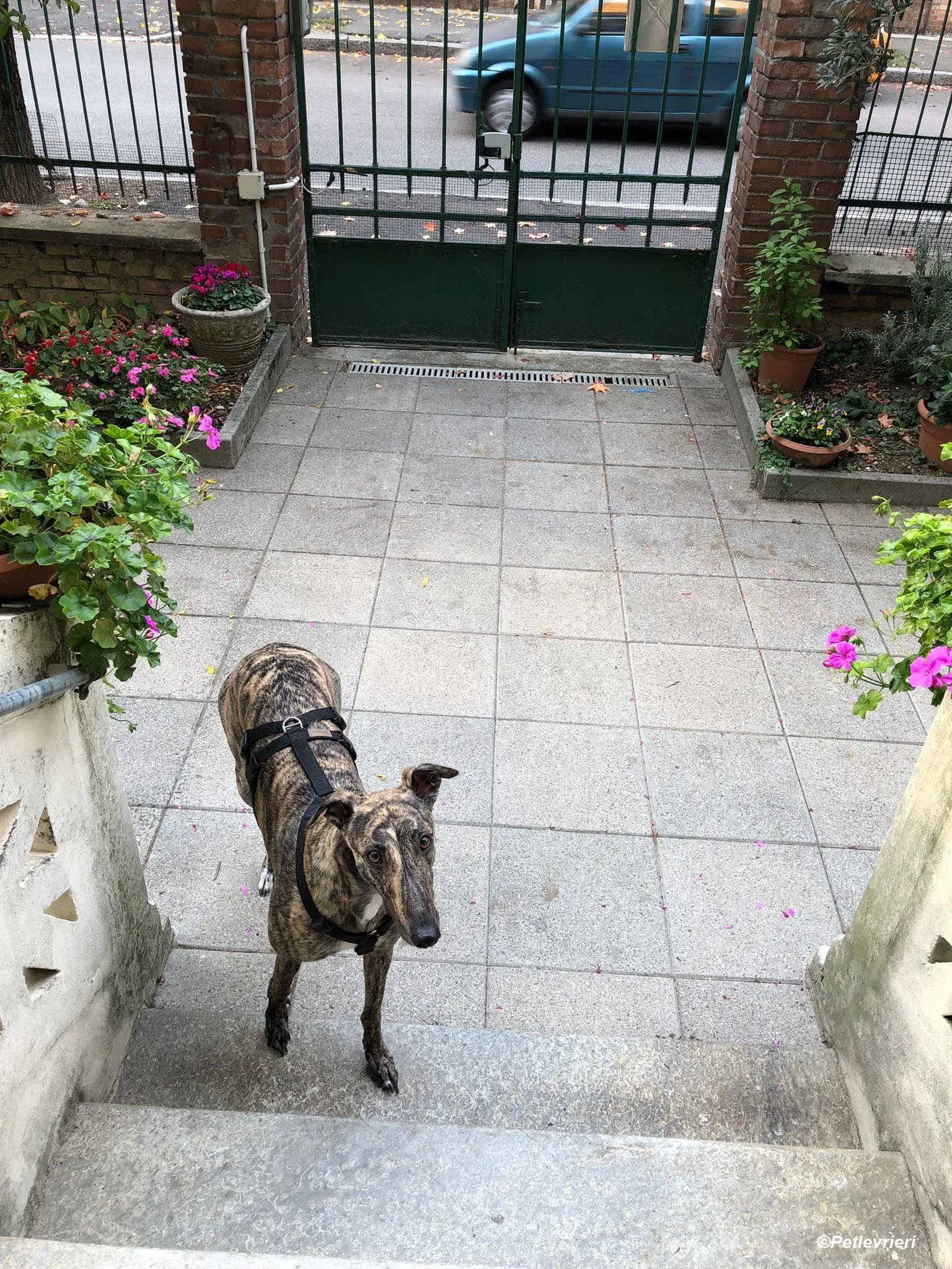 Bridie adozione levrieri greyhound 18 1