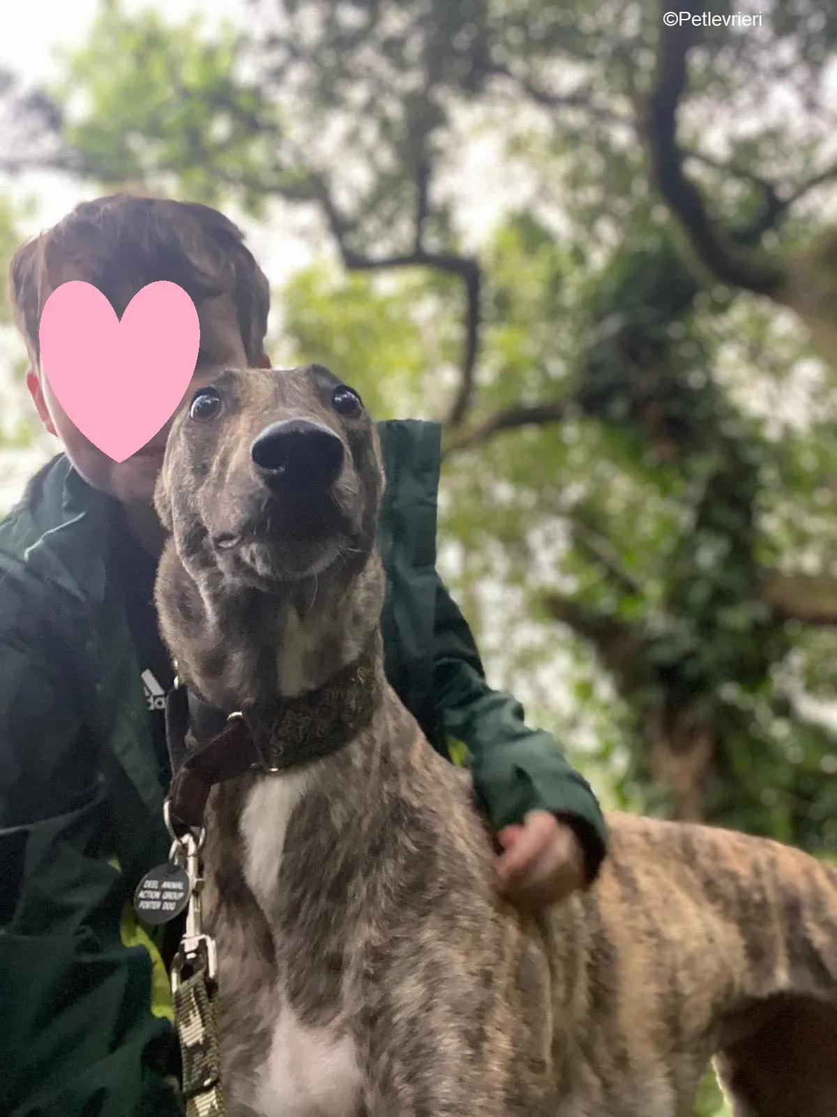 Bridie adozione levrieri greyhound 18