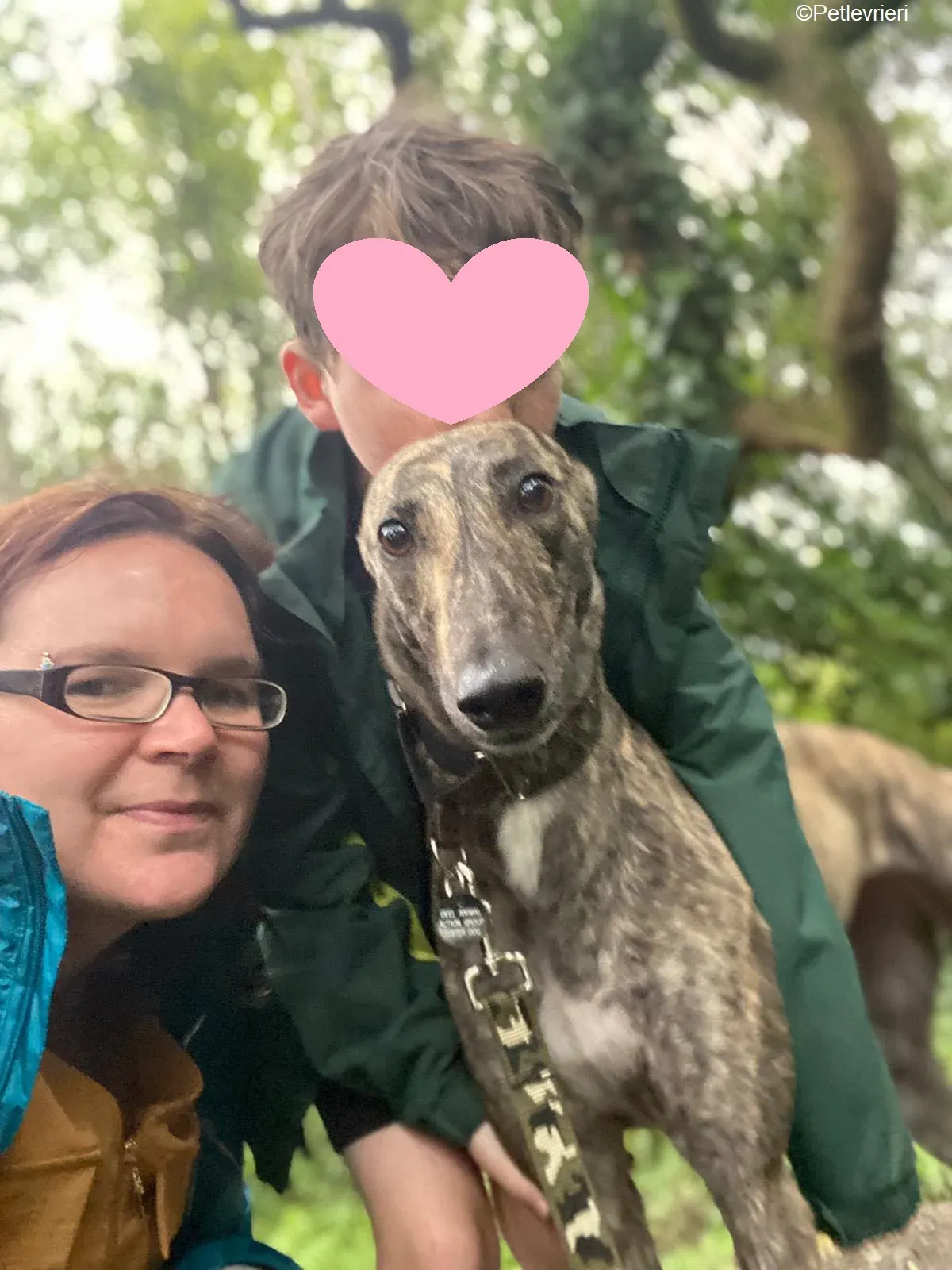 Bridie adozione levrieri greyhound 19