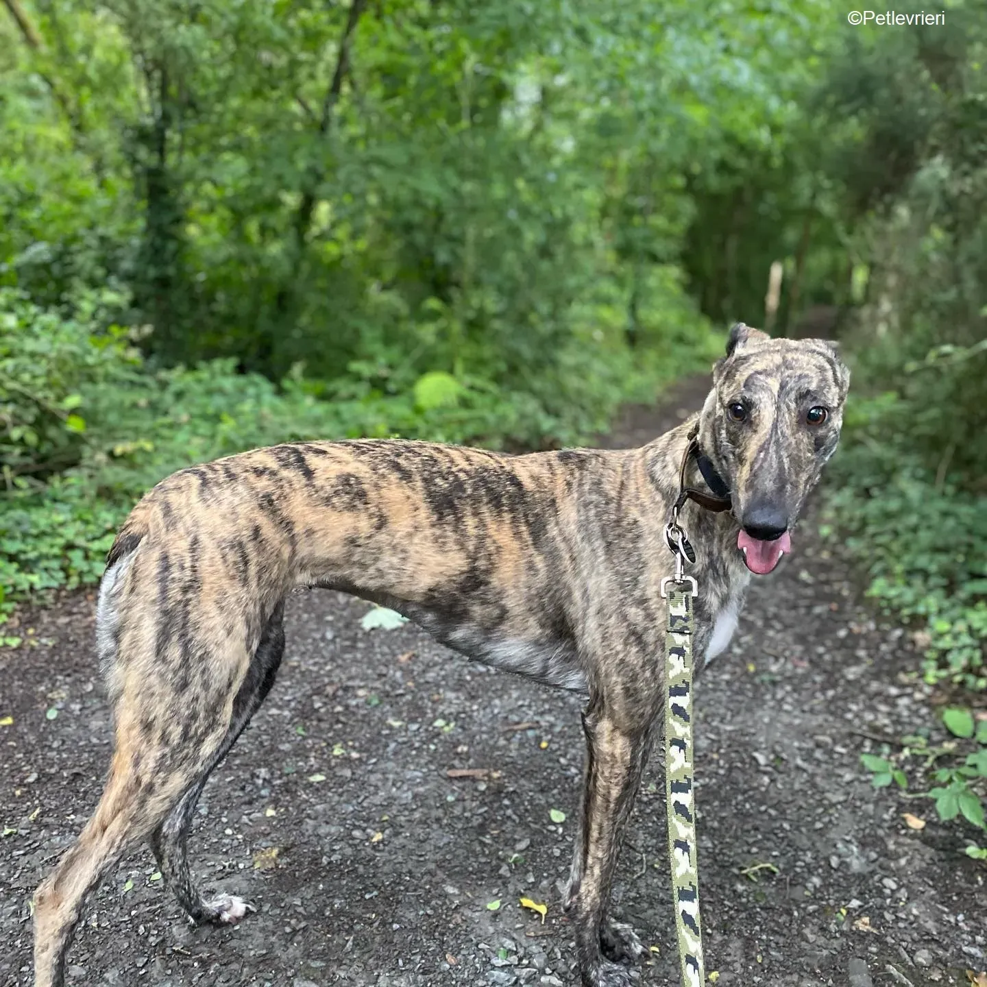 Bridie adozione levrieri greyhound 2 1