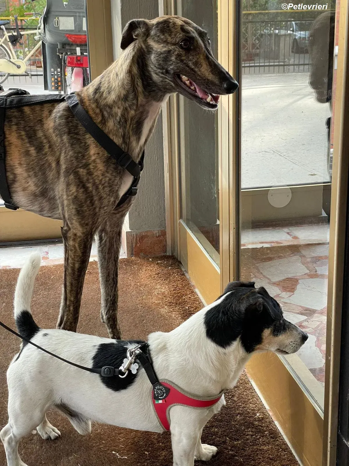 Bridie adozione levrieri greyhound 2 2