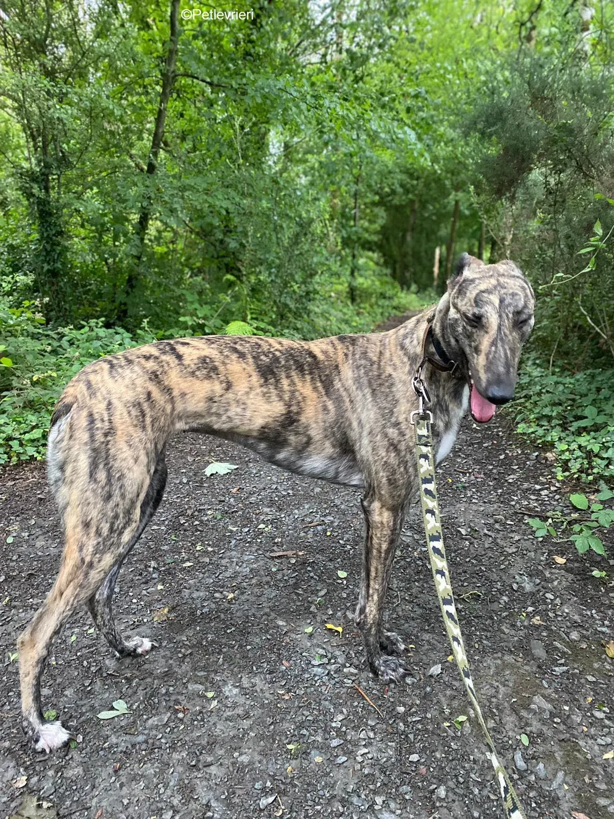 Bridie adozione levrieri greyhound 20