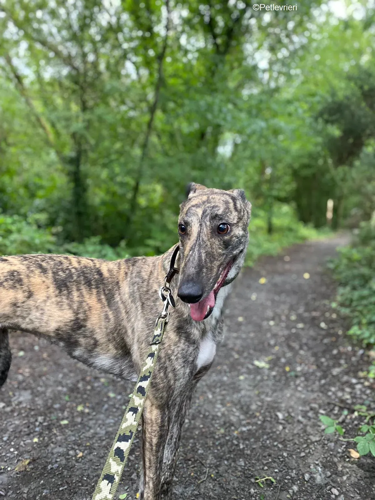 Bridie adozione levrieri greyhound 21