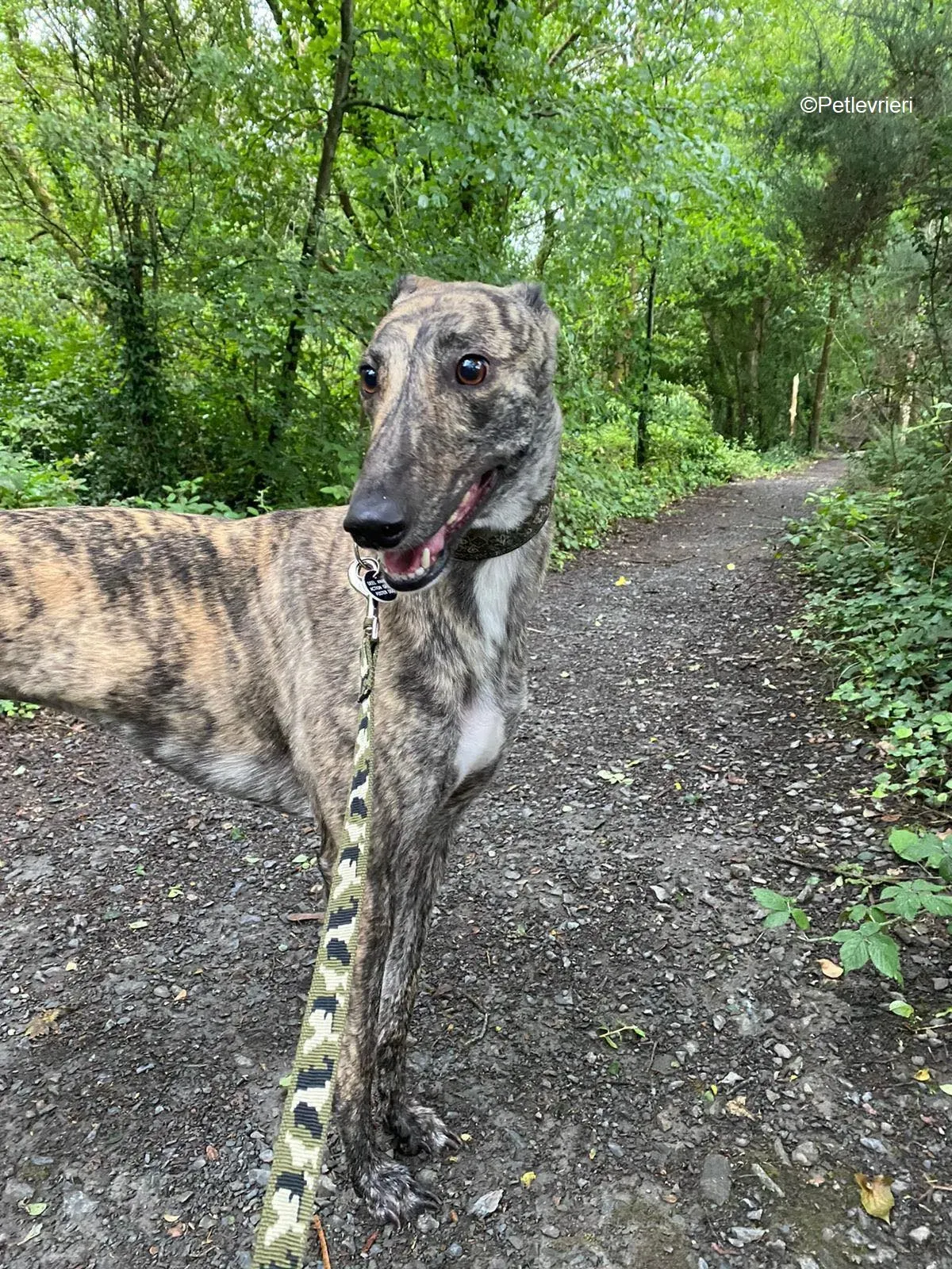 Bridie adozione levrieri greyhound 22