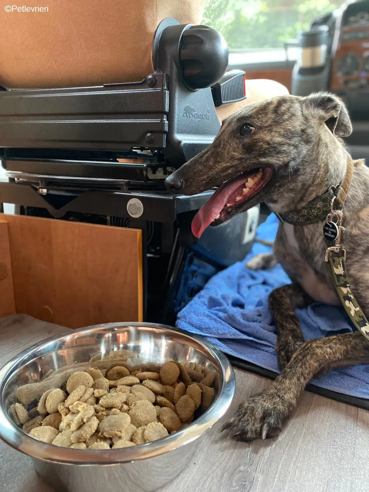 Bridie adozione levrieri greyhound 23