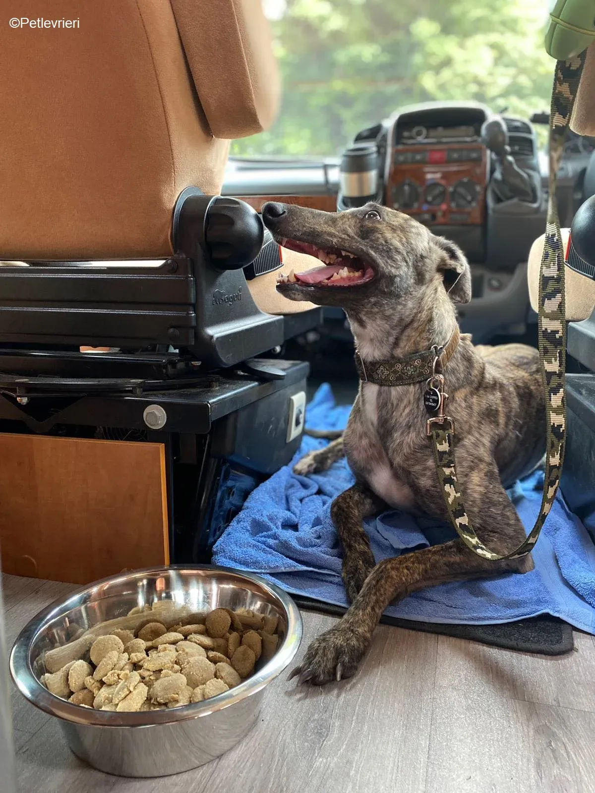 Bridie adozione levrieri greyhound 24