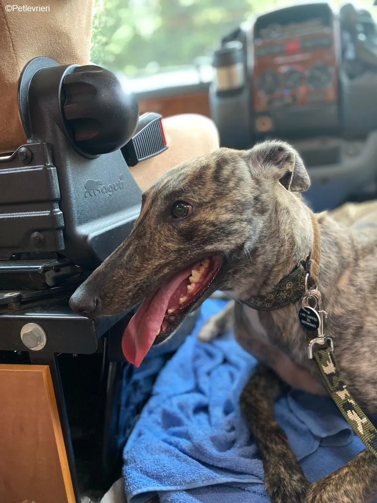 Bridie adozione levrieri greyhound 25