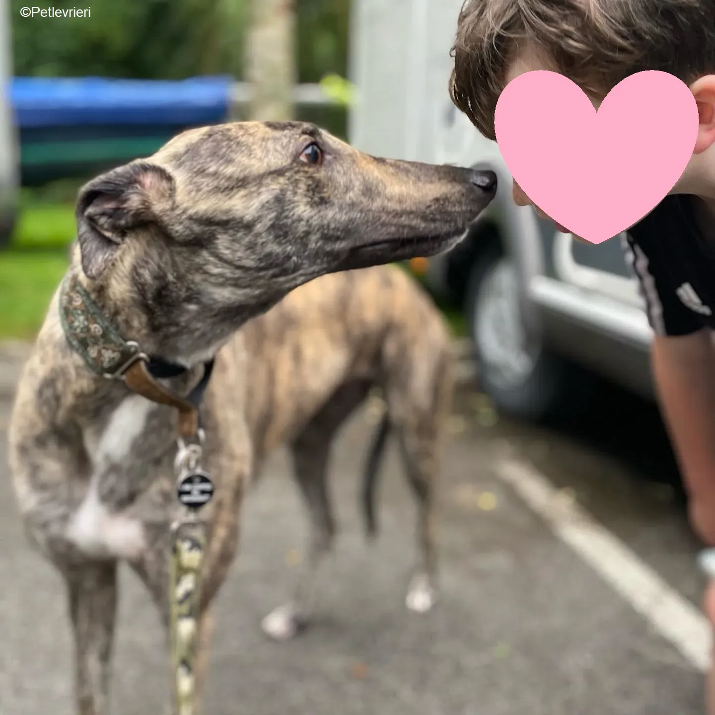 Bridie adozione levrieri greyhound 3 1