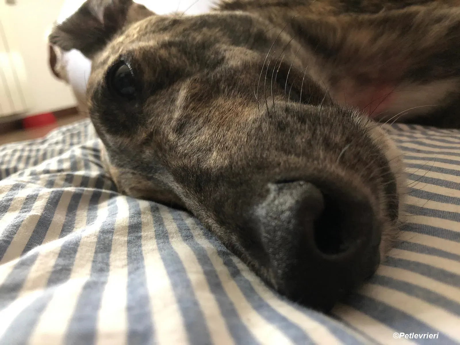 Bridie adozione levrieri greyhound 3 2