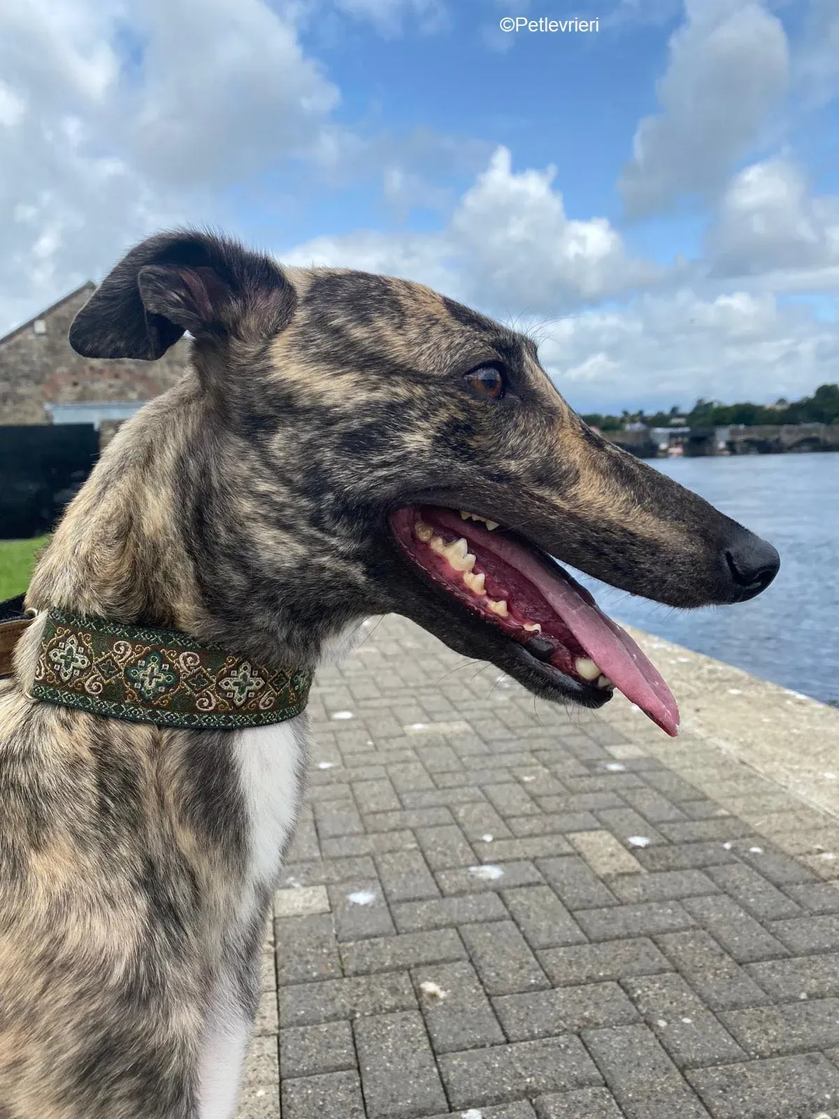 Bridie adozione levrieri greyhound 4 1