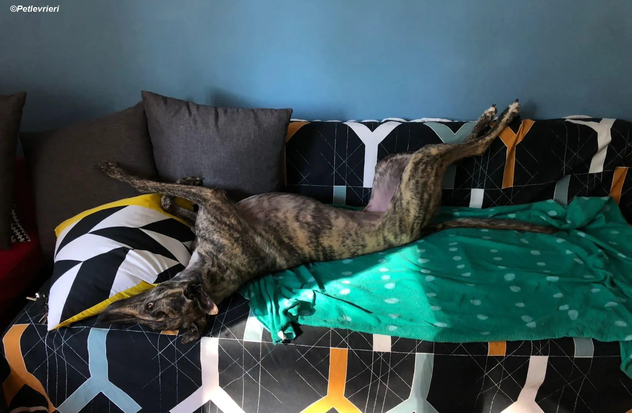 Bridie adozione levrieri greyhound 4 2