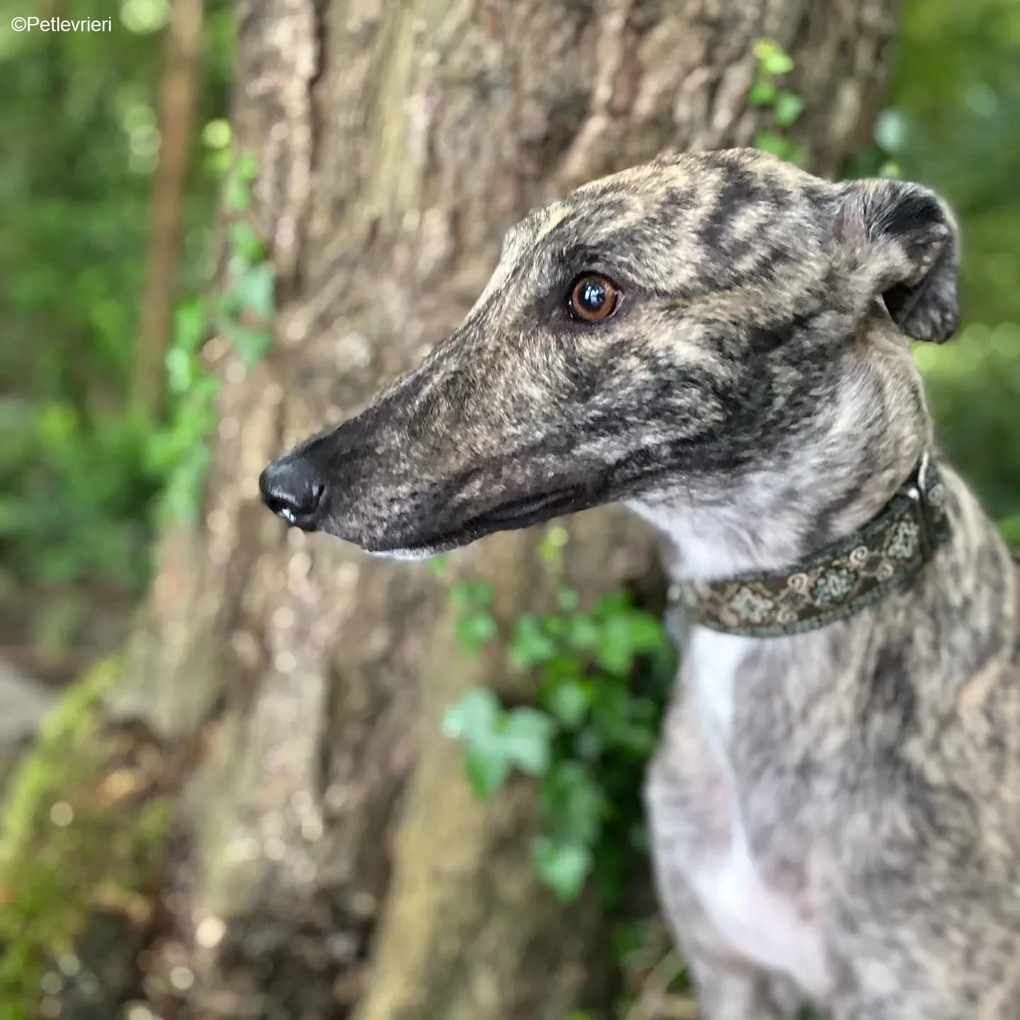 Bridie adozione levrieri greyhound 5 1