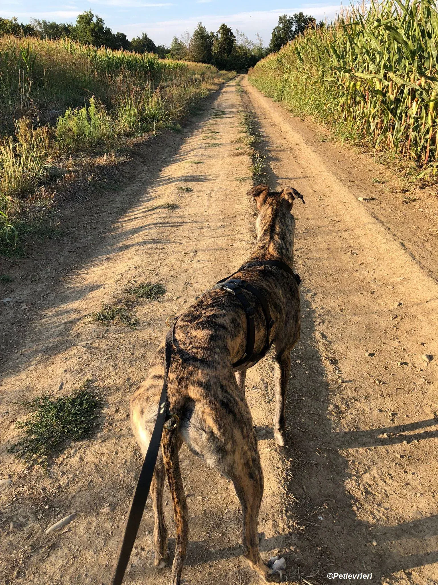 Bridie adozione levrieri greyhound 5 2