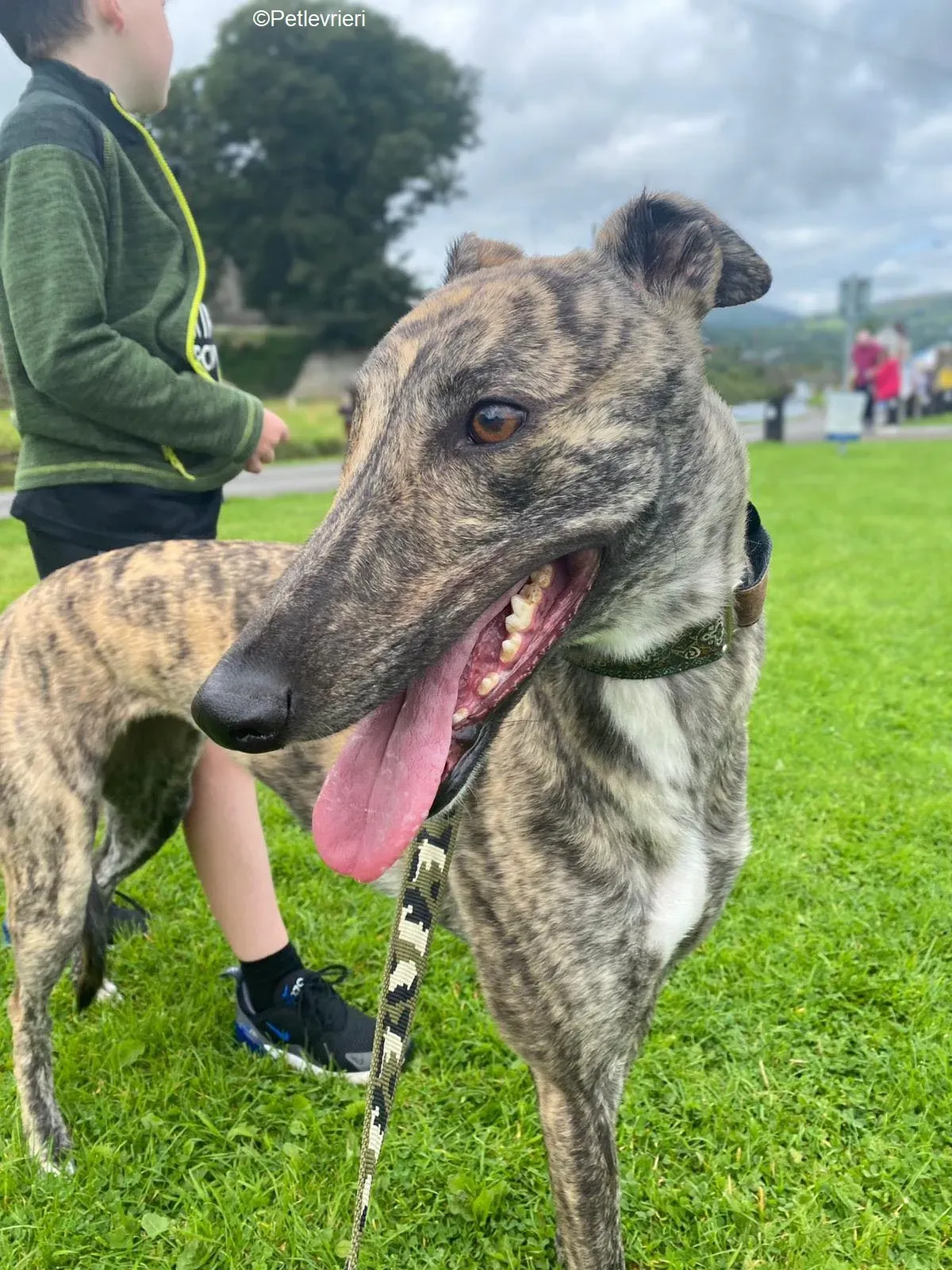 Bridie adozione levrieri greyhound 6 1