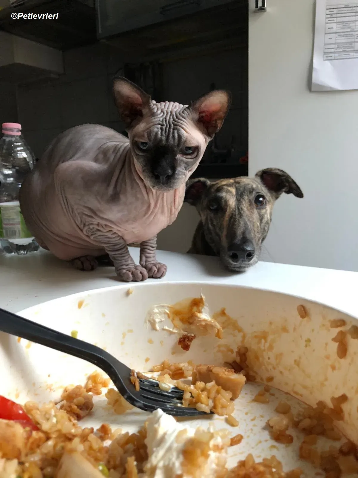 Bridie adozione levrieri greyhound 6 2