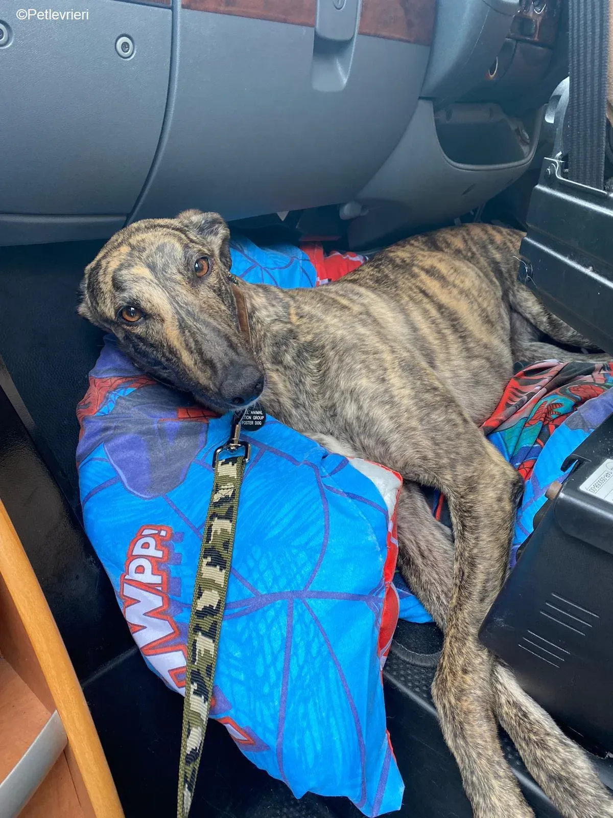 Bridie adozione levrieri greyhound 7 1