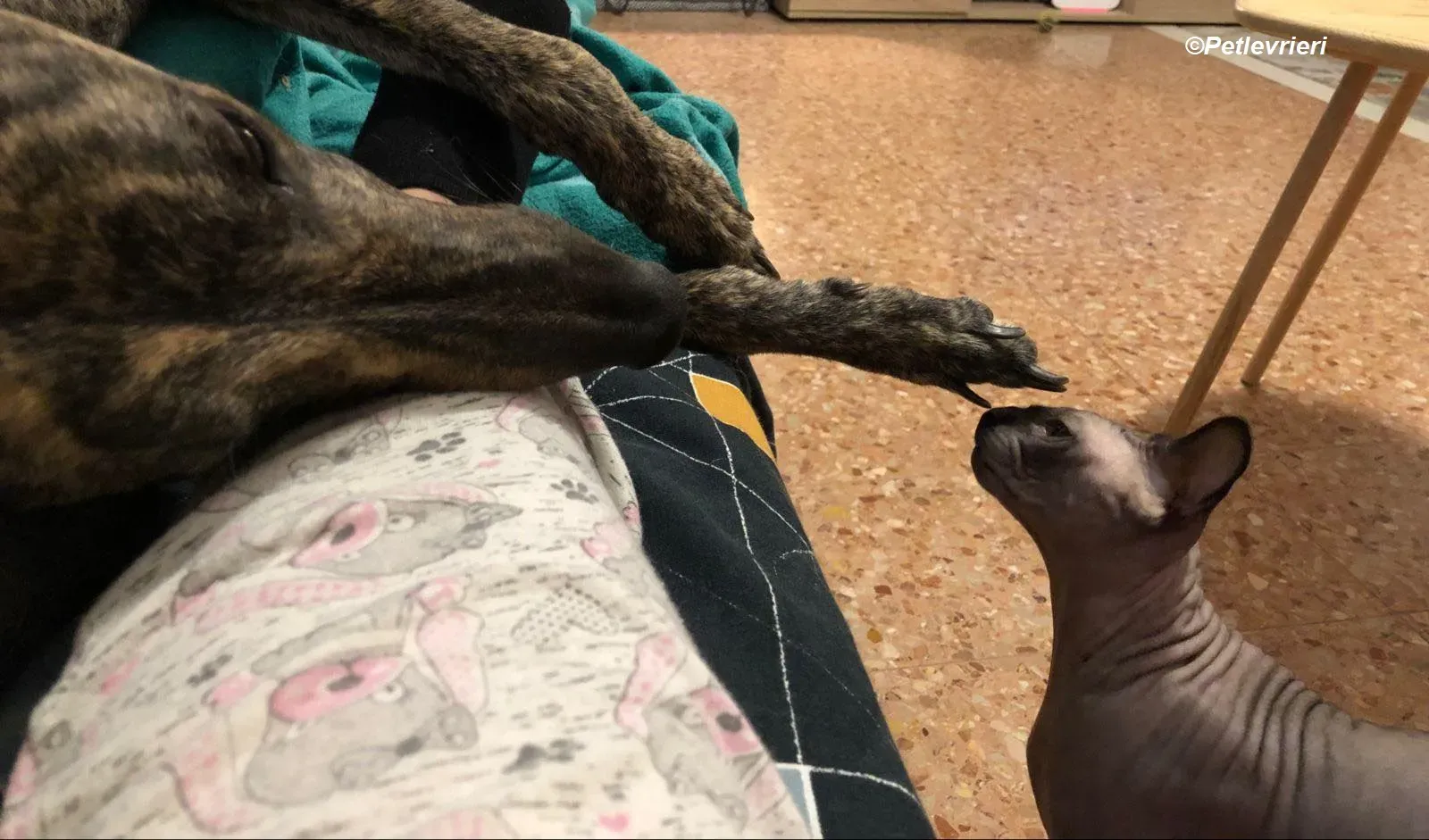 Bridie adozione levrieri greyhound 7 2