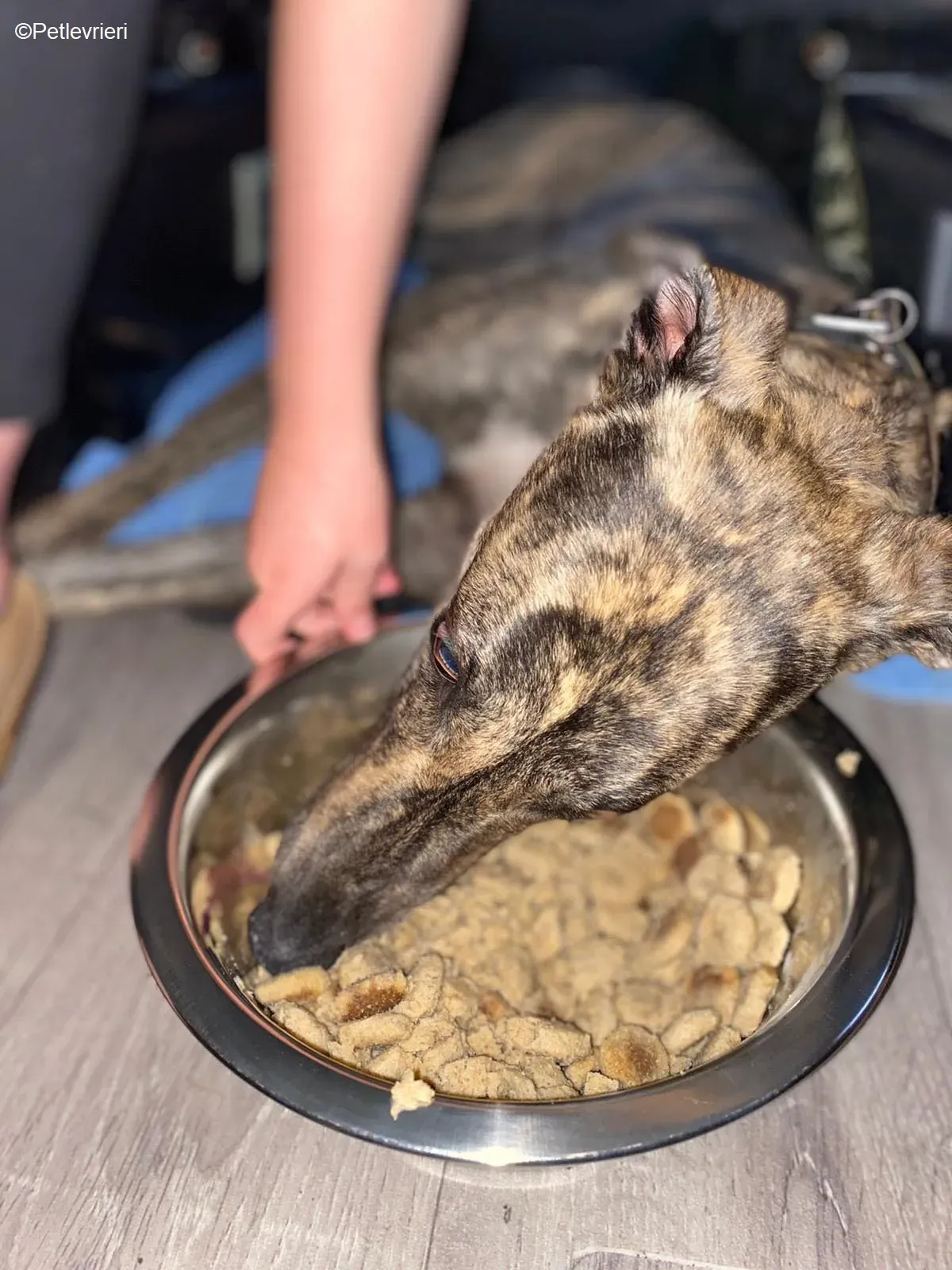 Bridie adozione levrieri greyhound 8 1