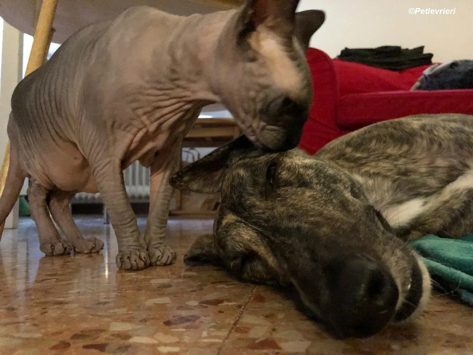 Bridie adozione levrieri greyhound 8 2