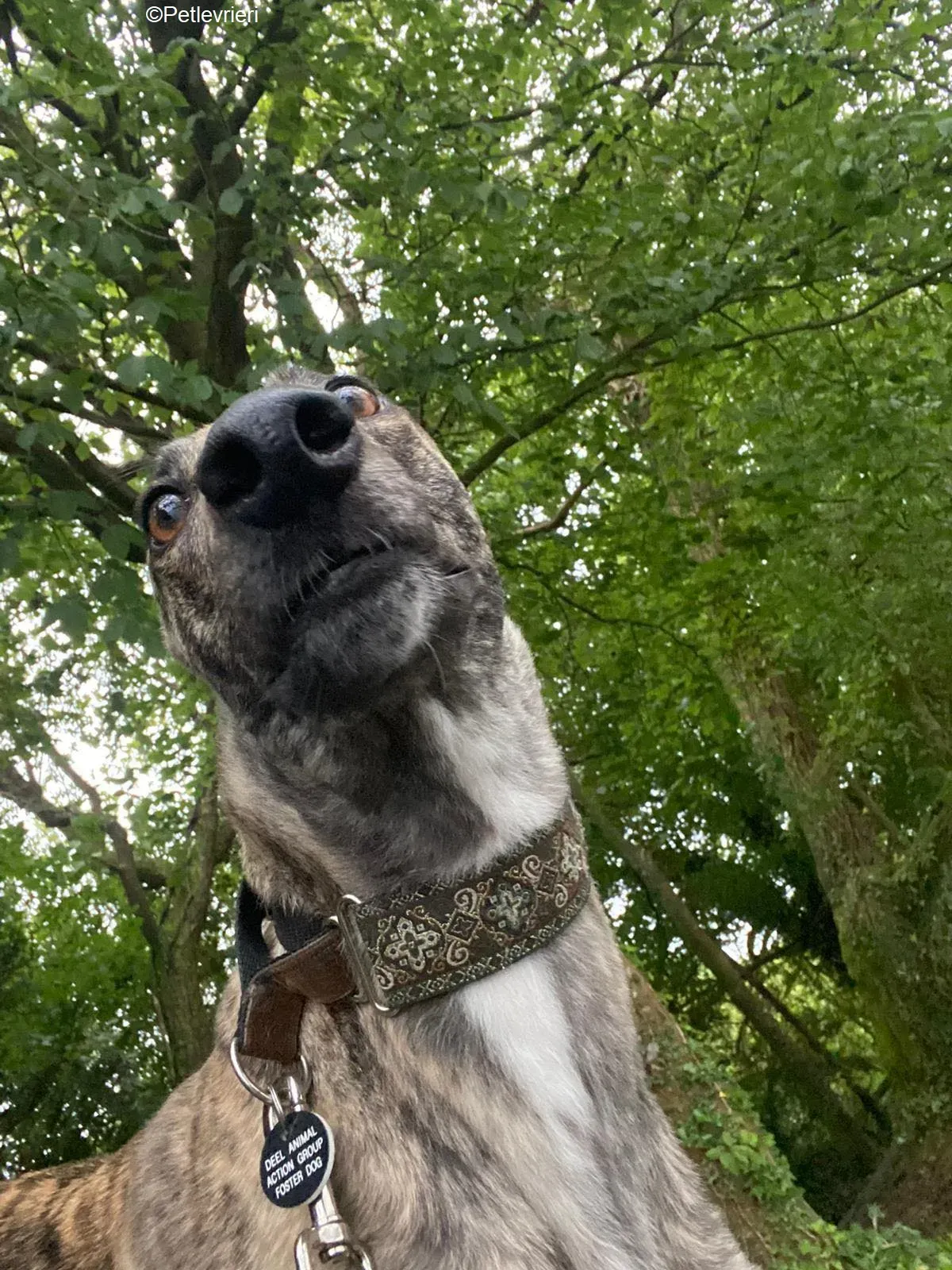 Bridie adozione levrieri greyhound 9 1