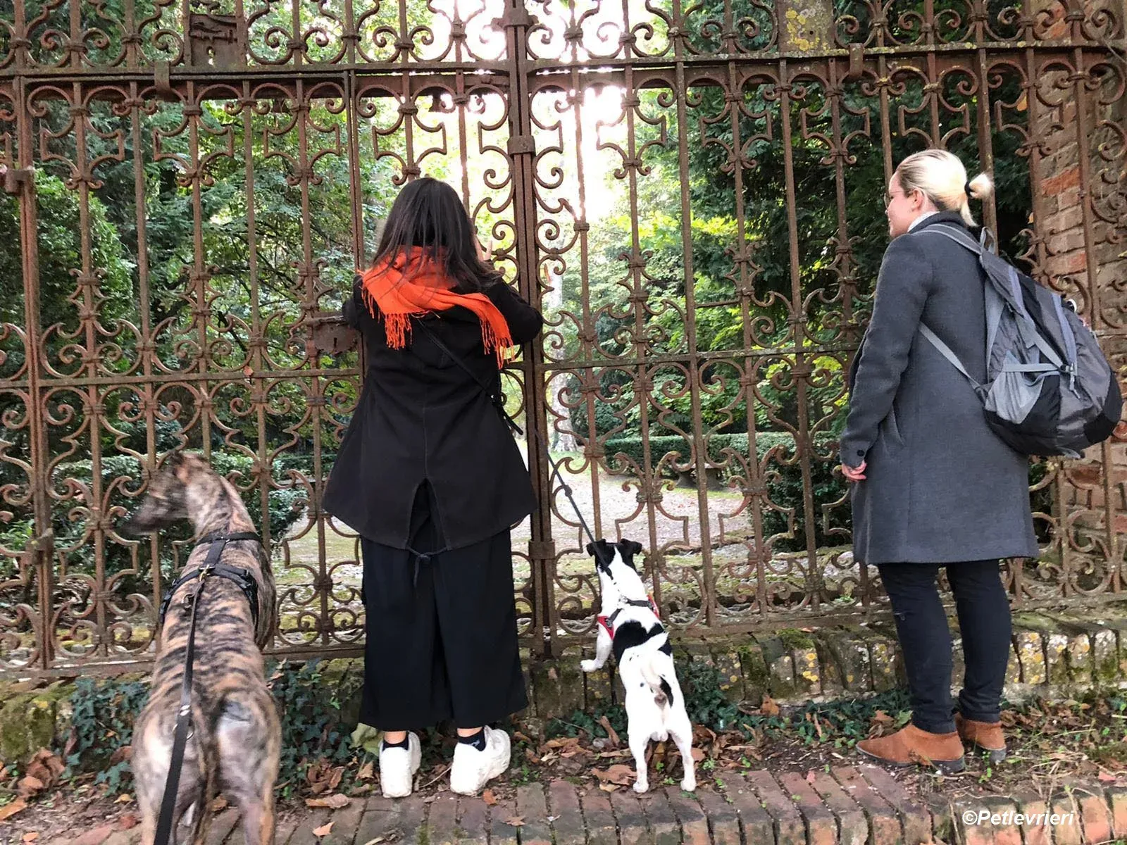 Bridie adozione levrieri greyhound 9 2