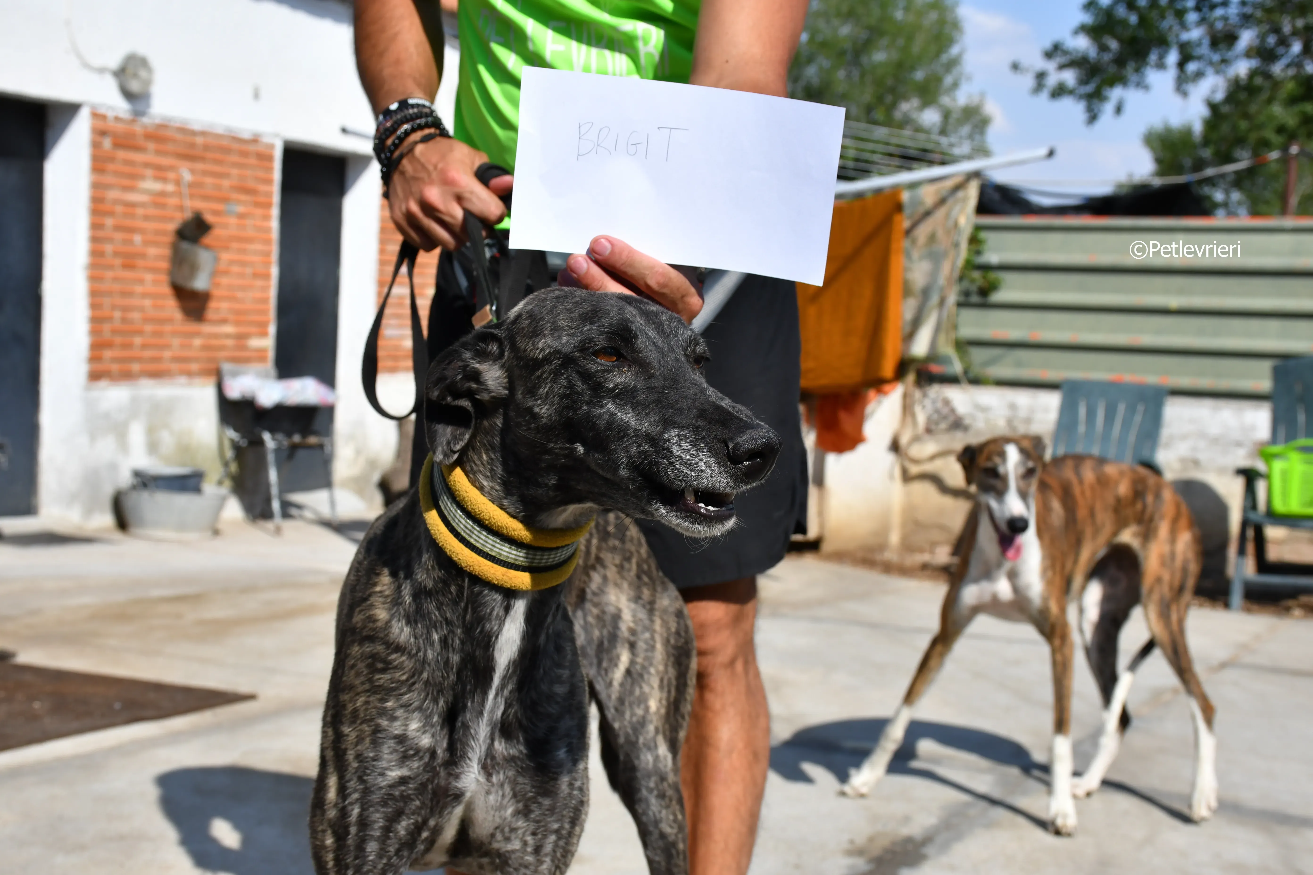Brigit adozione levrieri galgo 1