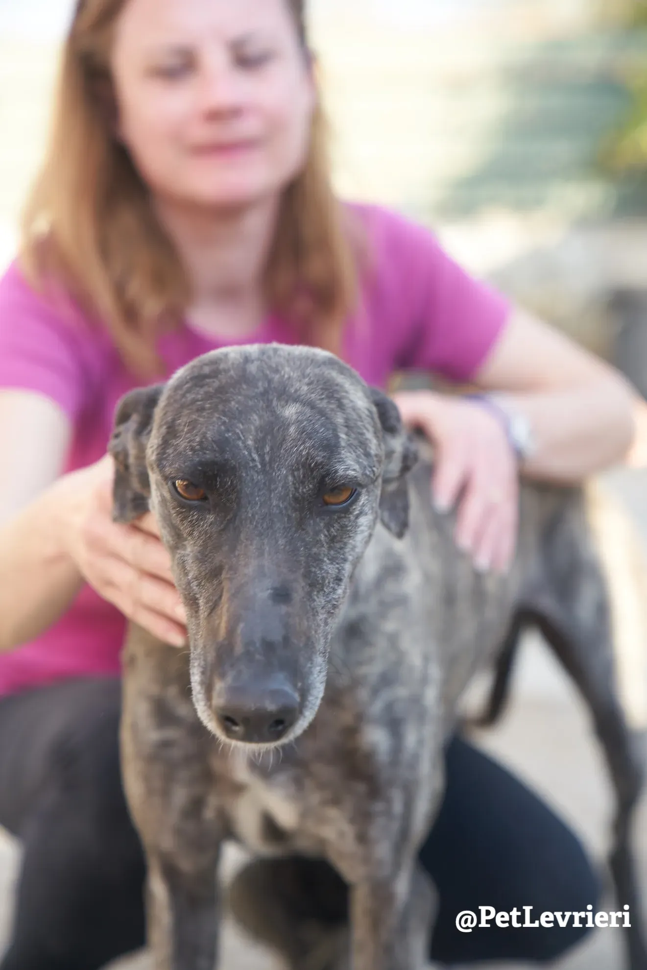 Brigit adozione levrieri galgo 10