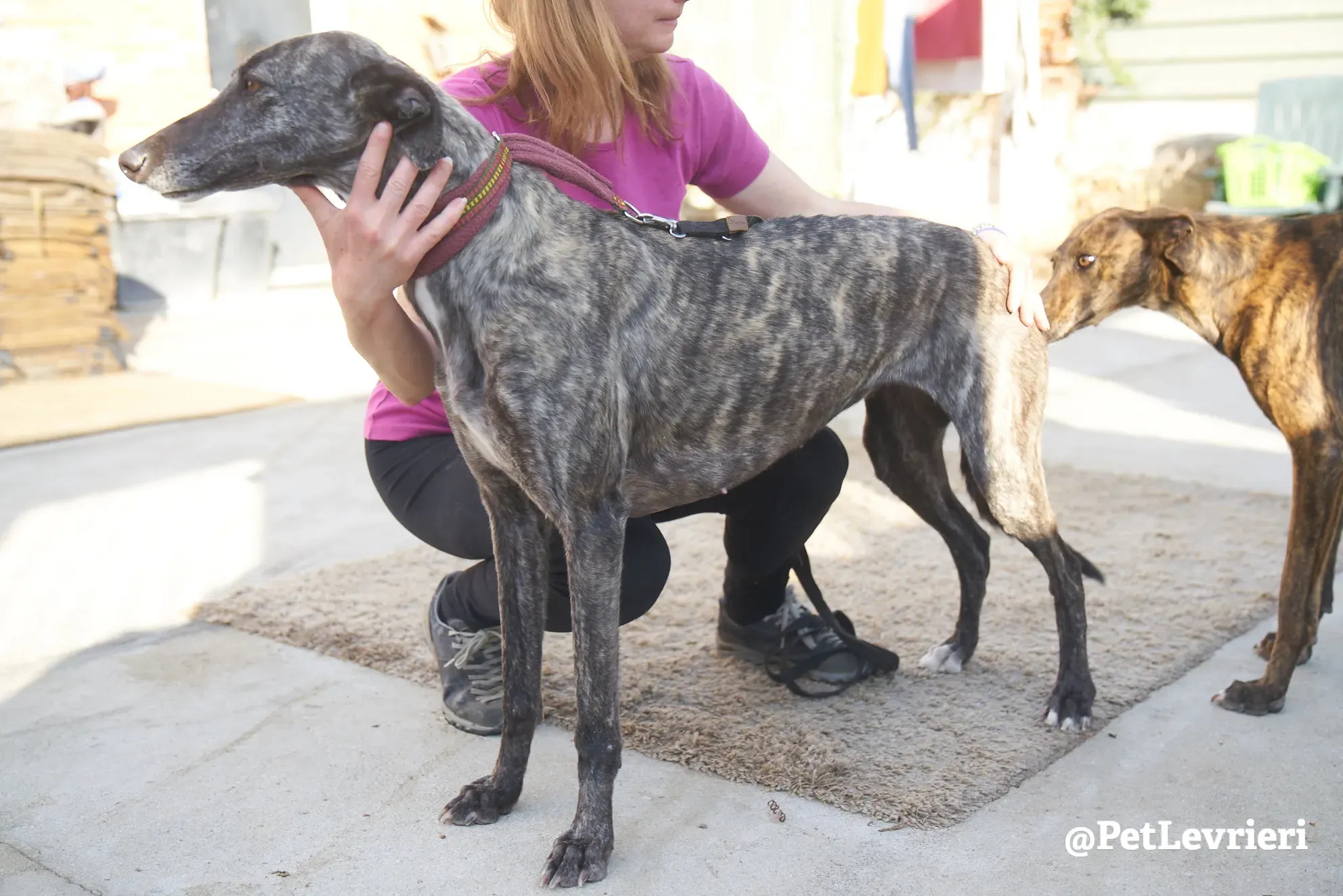 Brigit adozione levrieri galgo 11