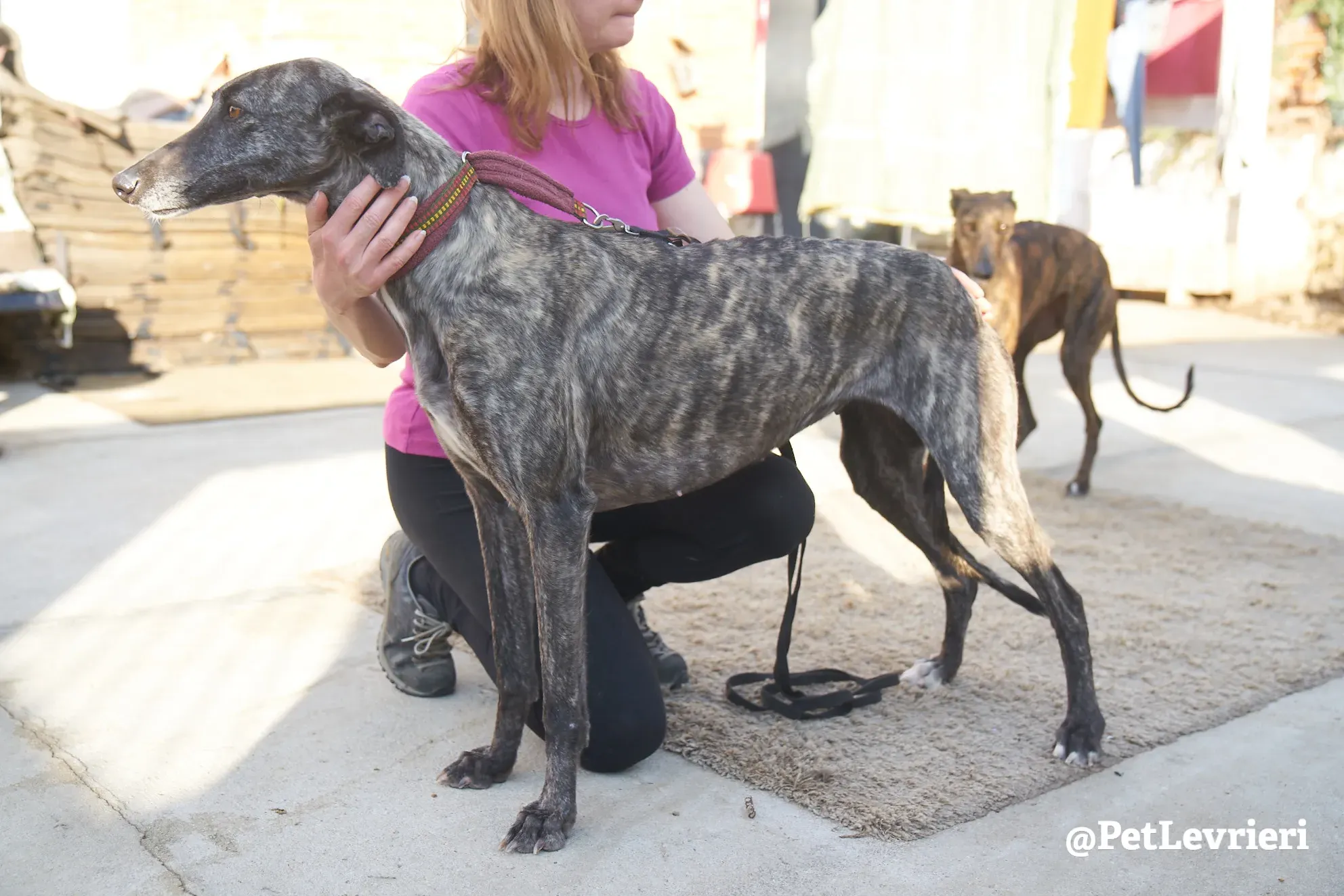 Brigit adozione levrieri galgo 13