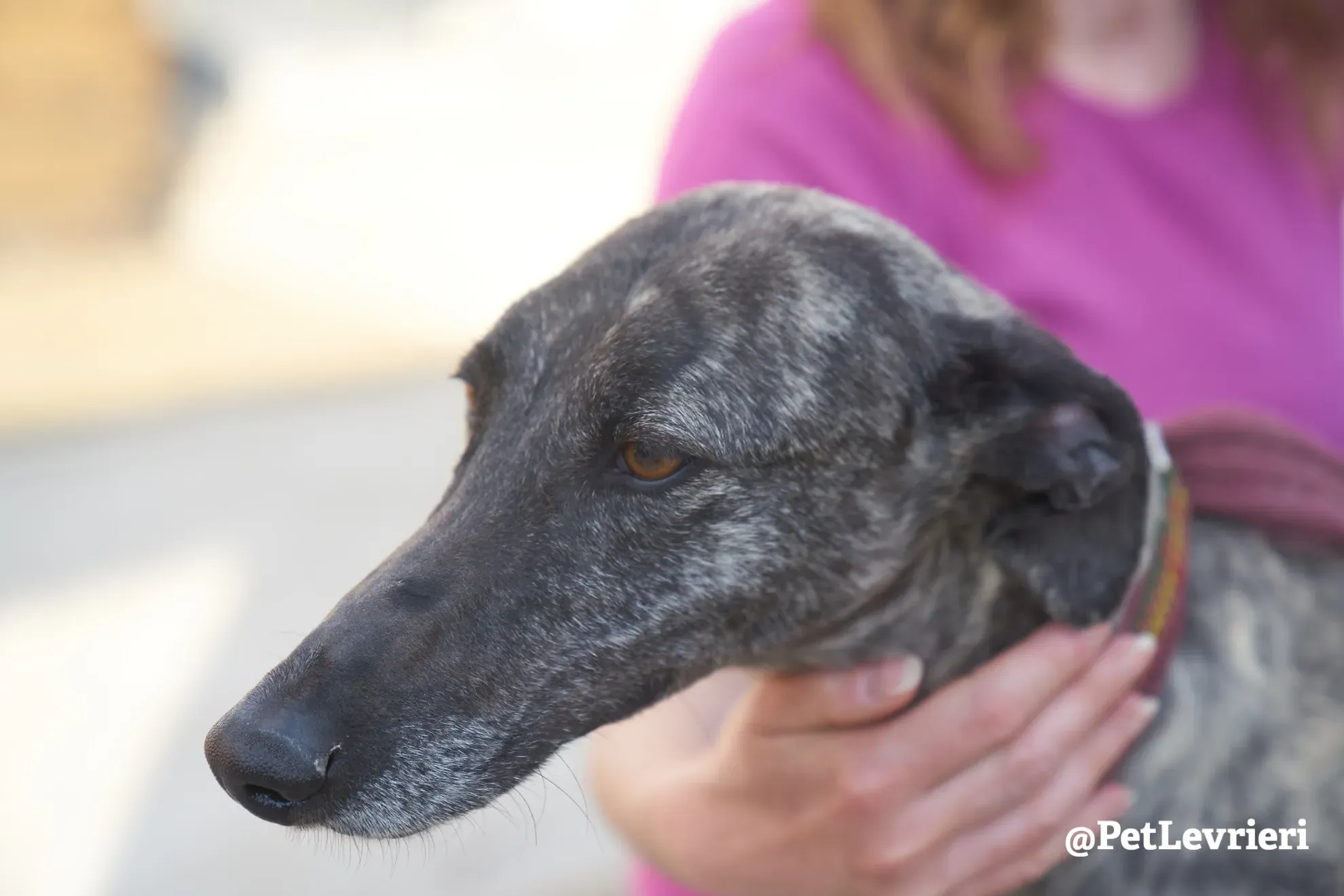 Brigit adozione levrieri galgo 14