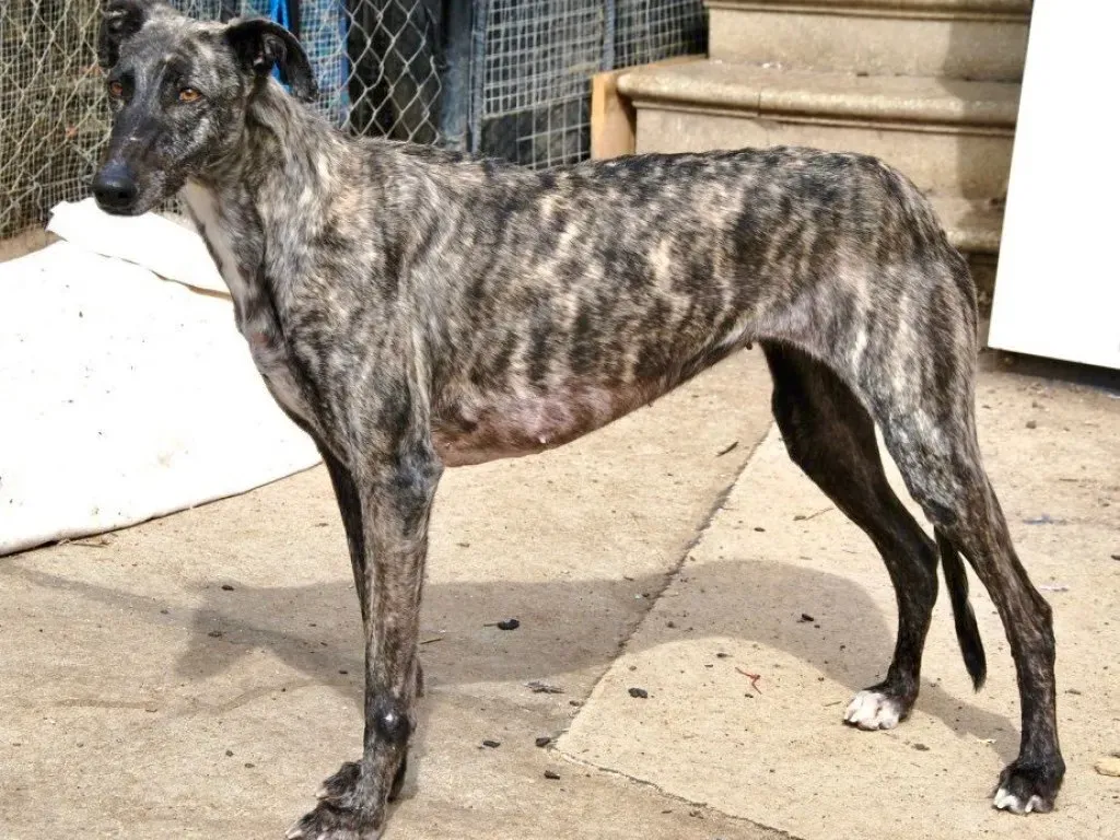 Brigit adozione levrieri galgo 15