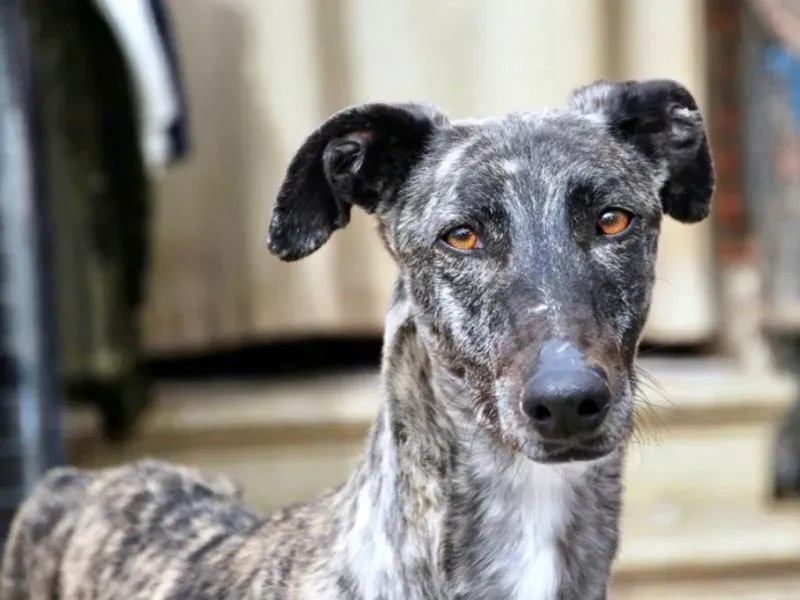 Brigit adozione levrieri galgo 16 e1555590525547