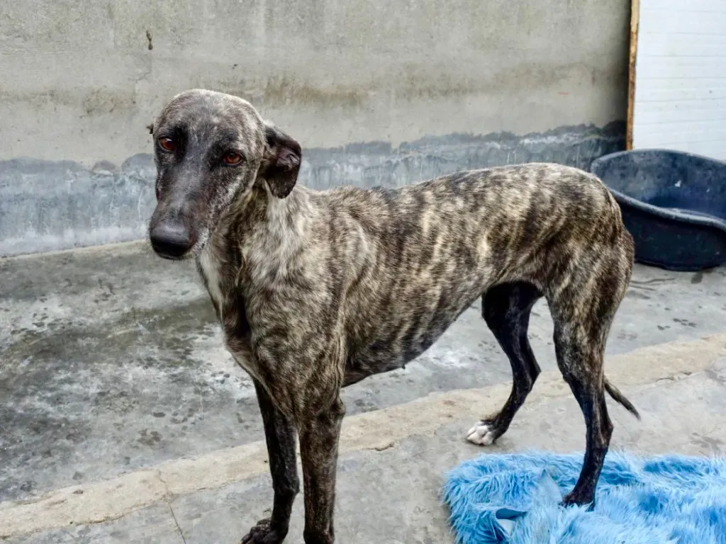 Brigit adozione levrieri galgo 17