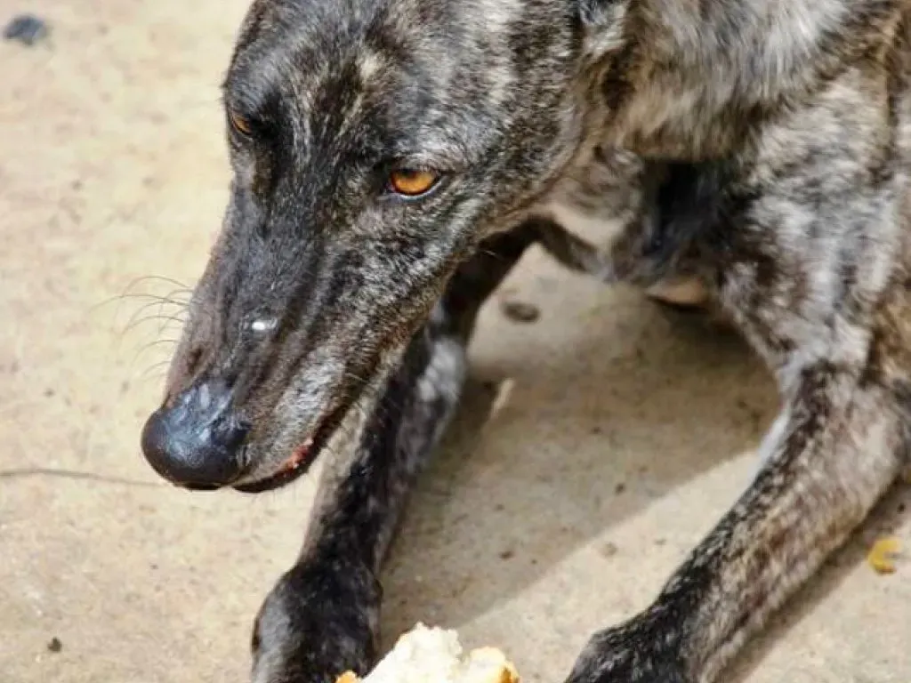 Brigit adozione levrieri galgo 18