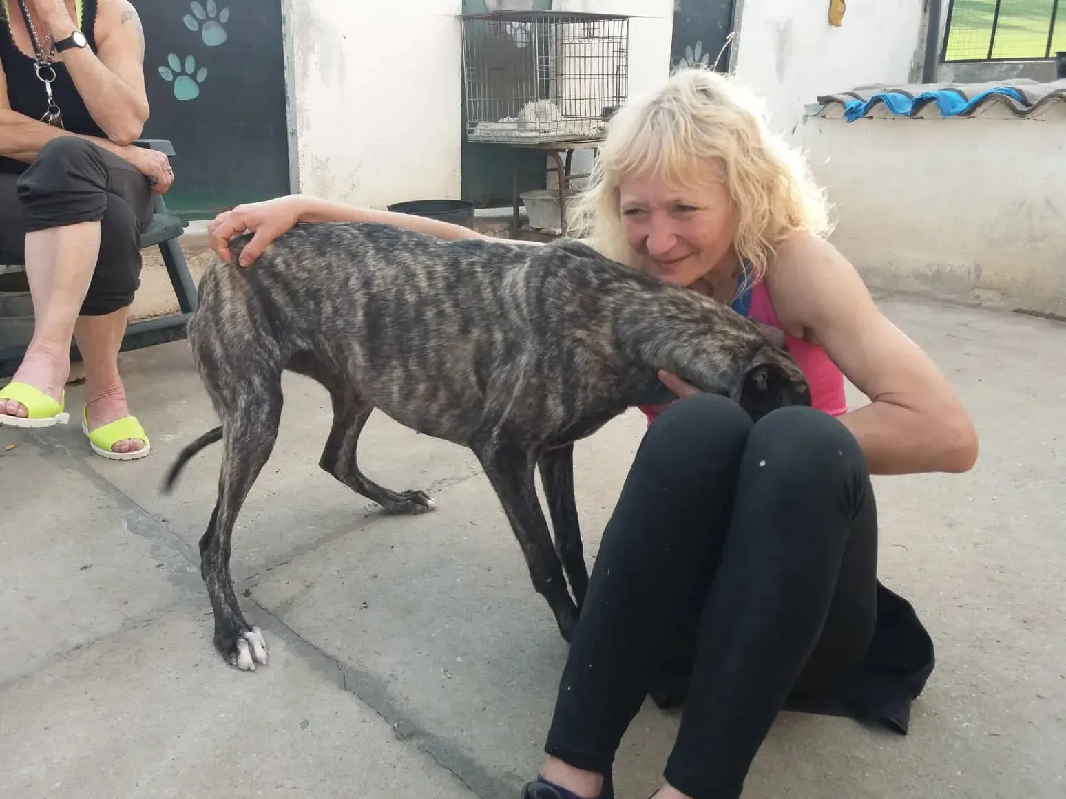 Brigit adozione levrieri galgo 19