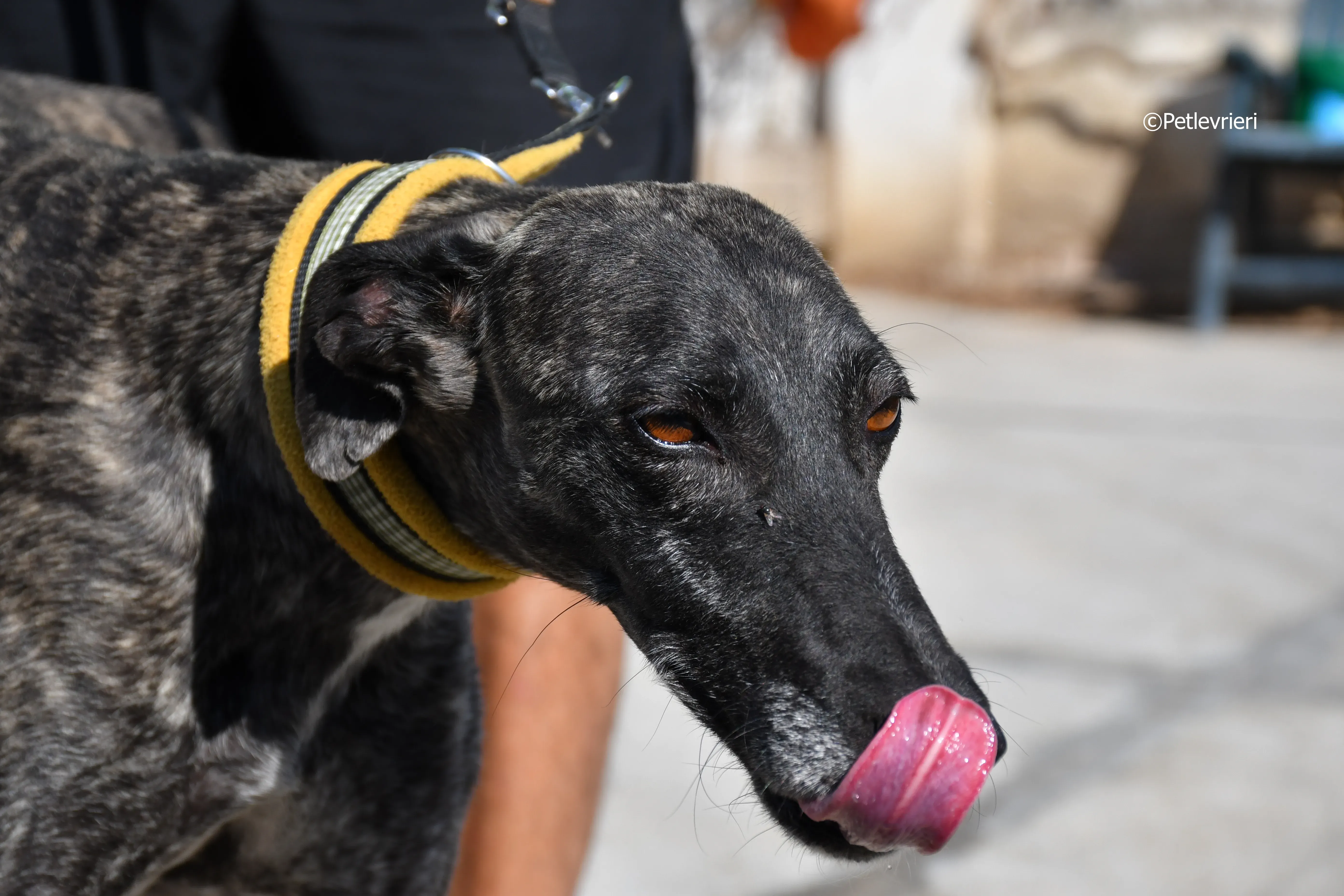 Brigit adozione levrieri galgo 3
