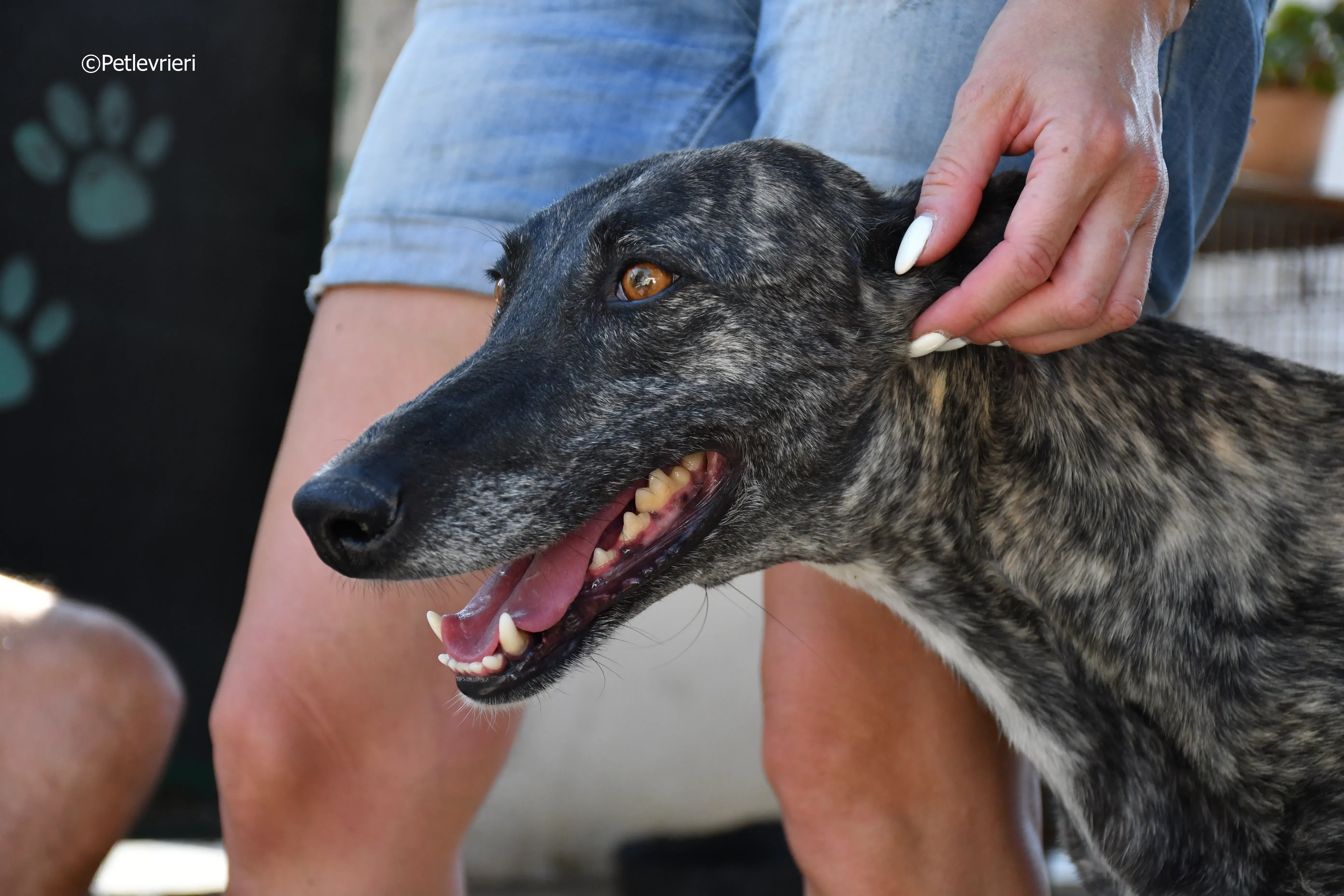 Brigit adozione levrieri galgo 6