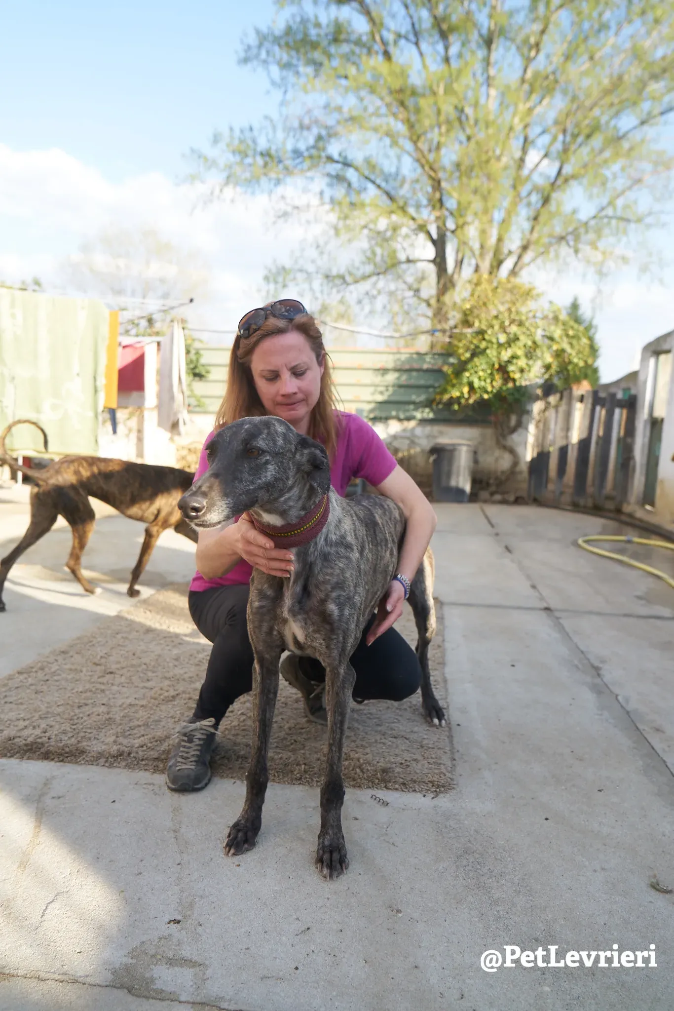 Brigit adozione levrieri galgo 7