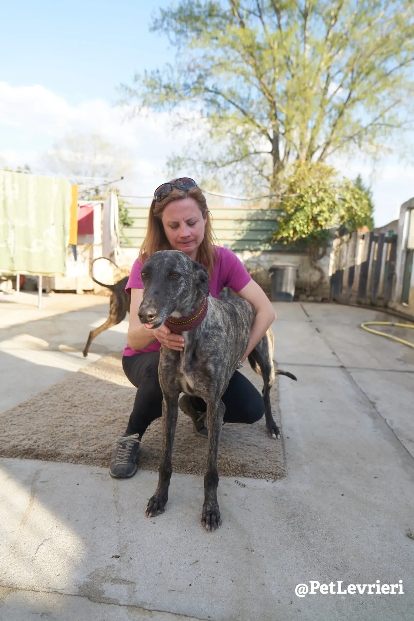 Brigit adozione levrieri galgo 8
