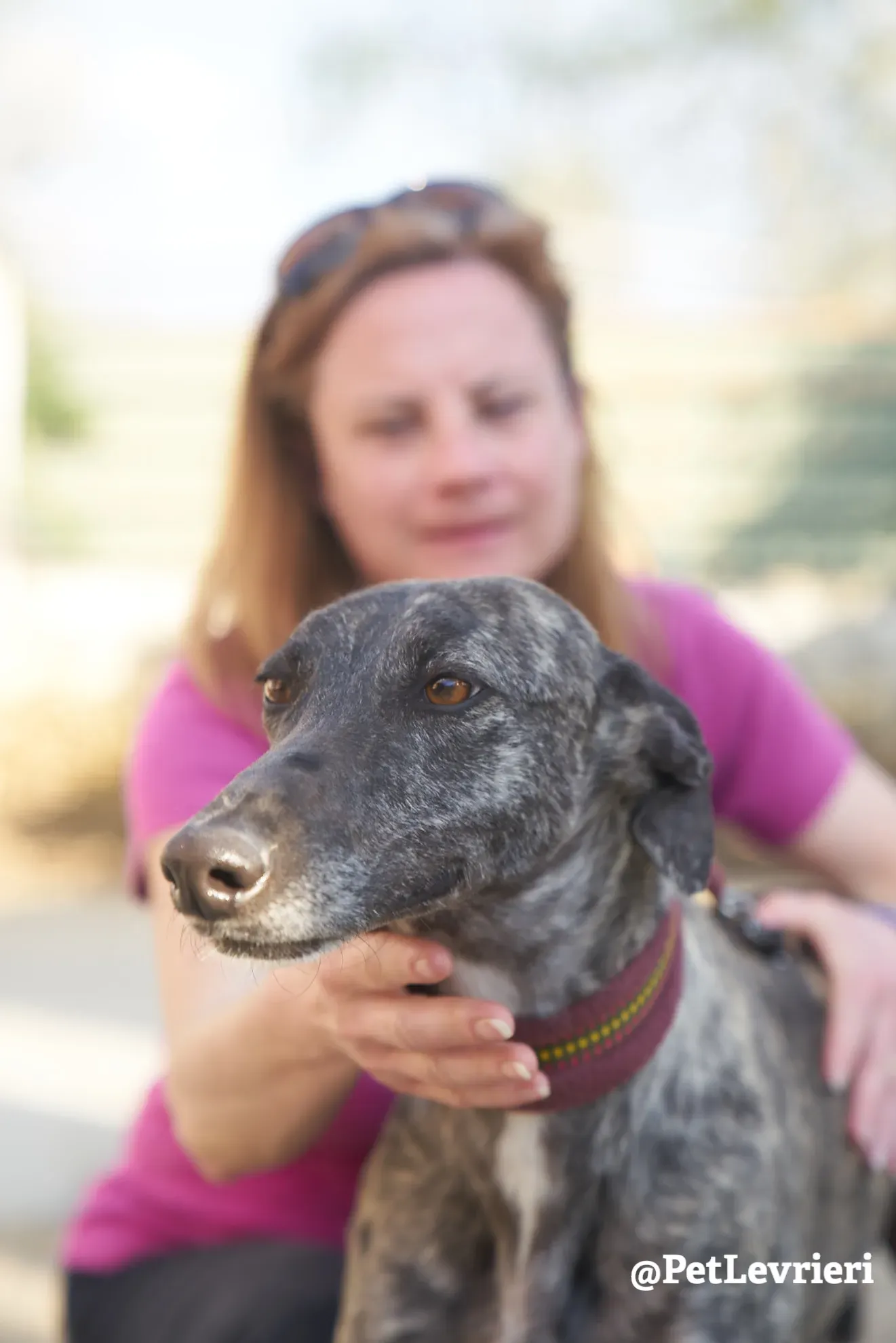 Brigit adozione levrieri galgo 9